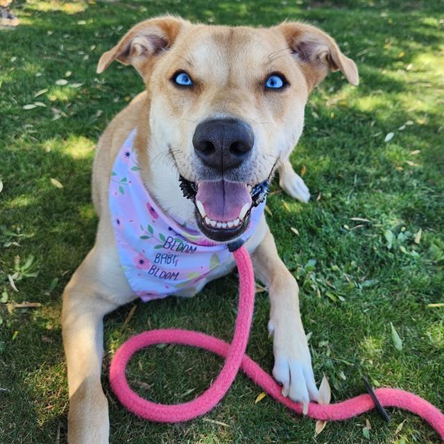 Enlarge JEMMA, a Adoptable mixed breed in Mesa, AZ image 1/1