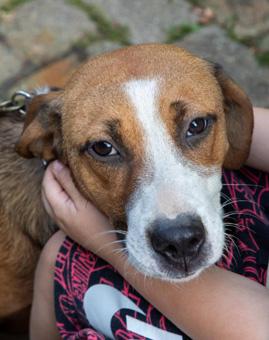 Enlarge Suri, a ADOPTABLE mixed breed in Canterbury, CT image 2/4