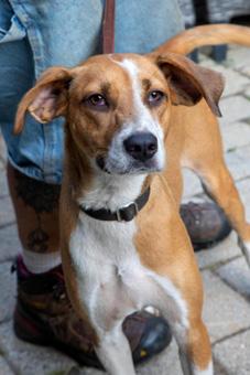 Enlarge Suri, a ADOPTABLE mixed breed in Canterbury, CT image 3/4