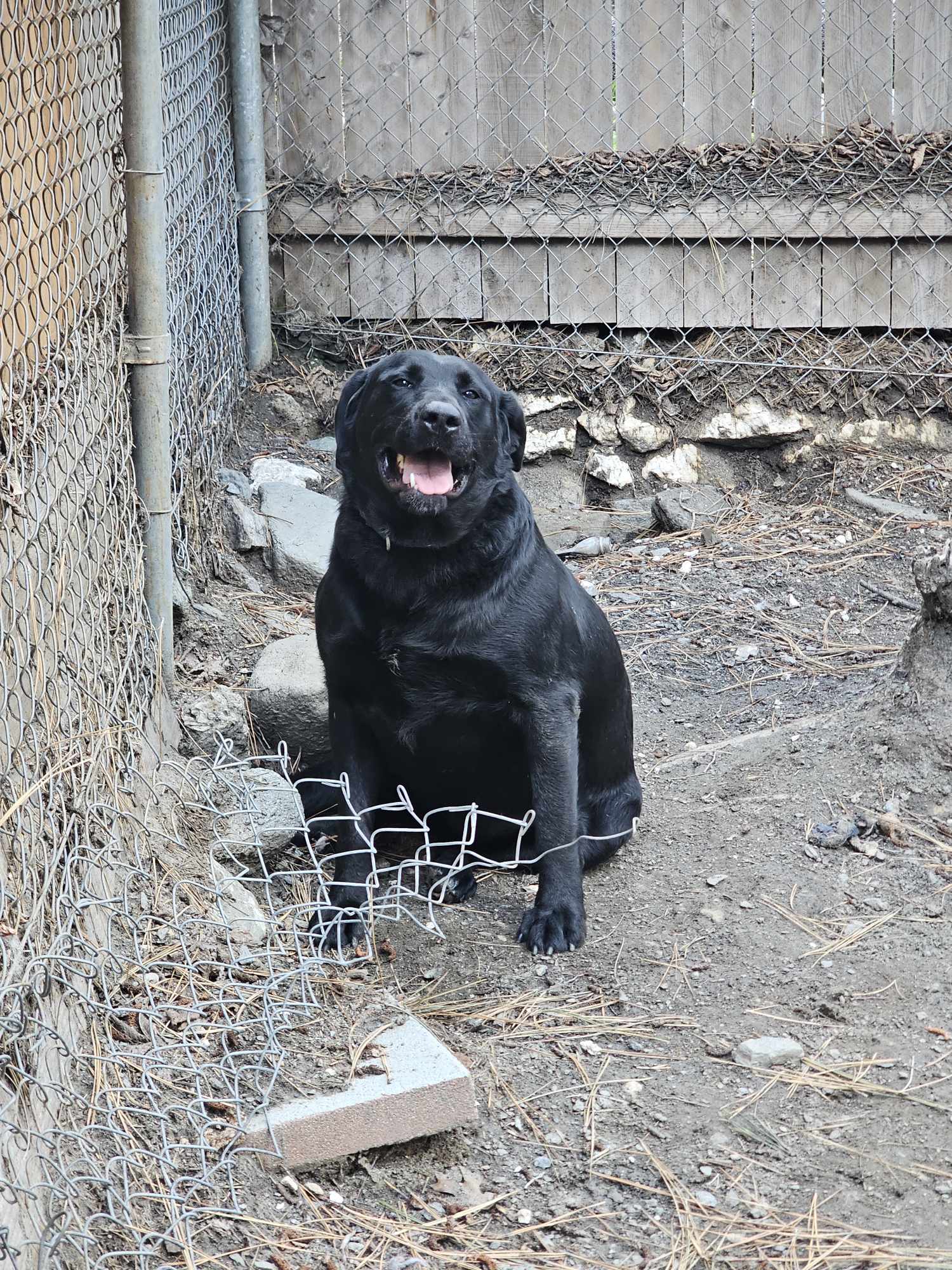 Oreo, Adoptable, Adult Female Black Labrador Retriever.