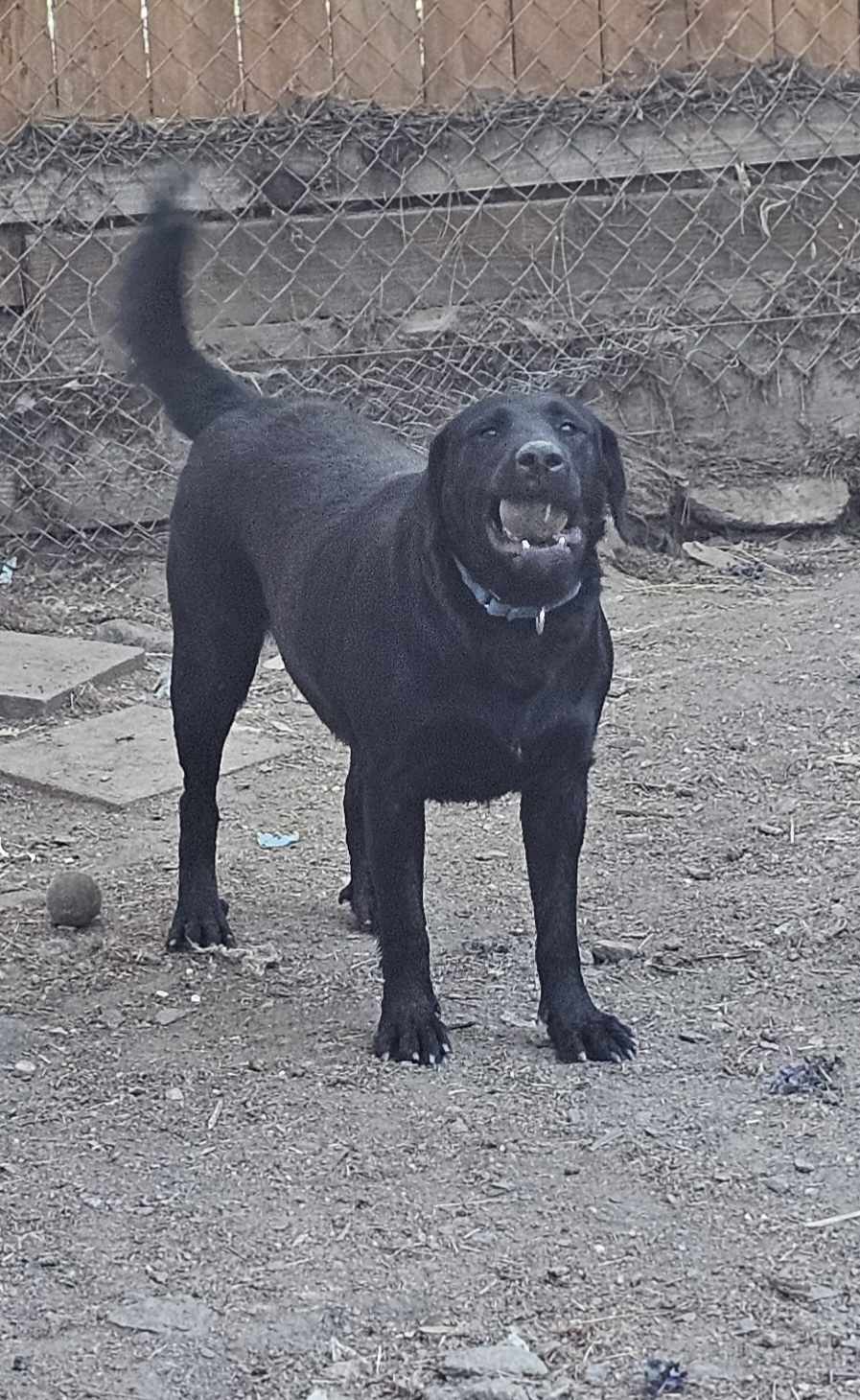 Enlarge Oreo, a Adoptable Black Labrador Retriever in Wrightwood, CA image 2/6