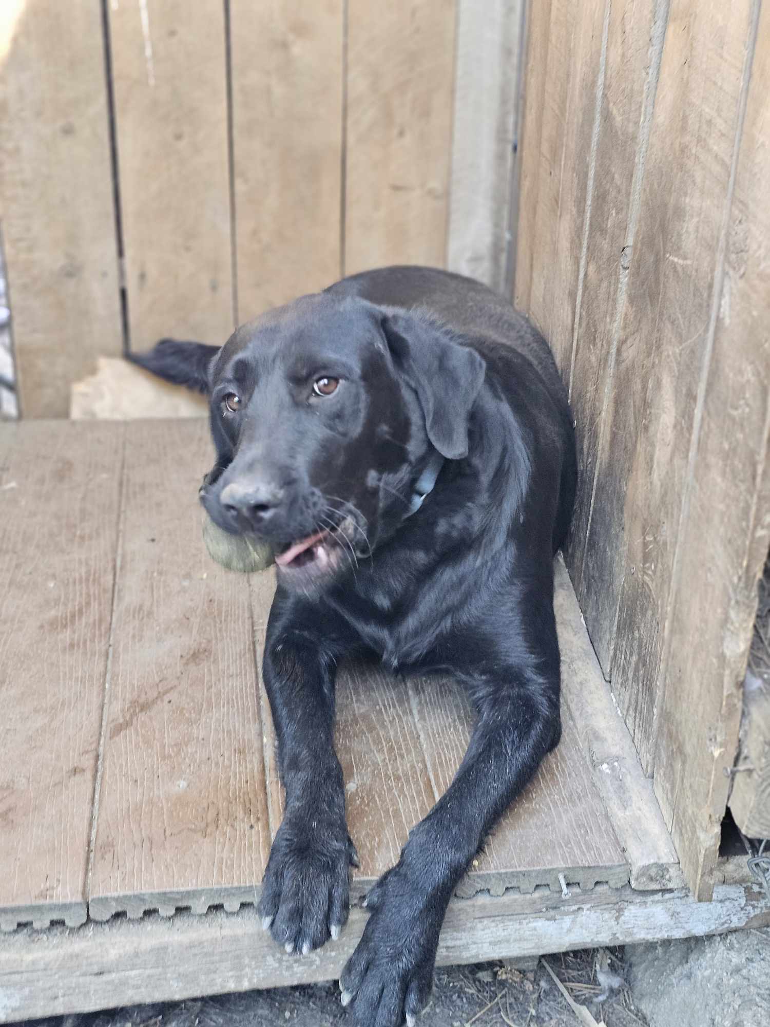 Enlarge Oreo, a Adoptable Black Labrador Retriever in Wrightwood, CA image 3/6