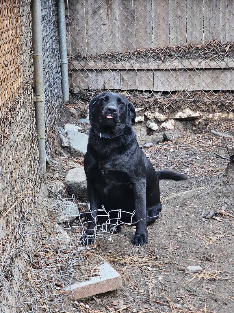 Enlarge Oreo, a Adoptable Black Labrador Retriever in Wrightwood, CA image 5/6
