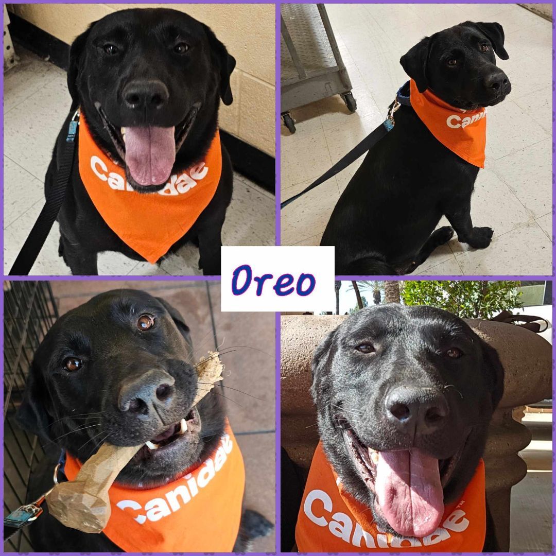 Enlarge Oreo, a Adoptable Black Labrador Retriever in Wrightwood, CA image 4/6