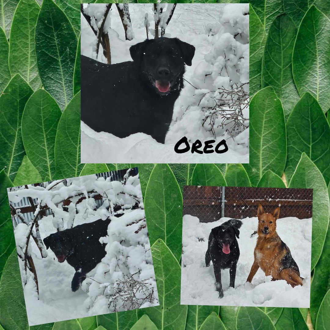 Enlarge Oreo, a Adoptable Black Labrador Retriever in Wrightwood, CA image 6/6