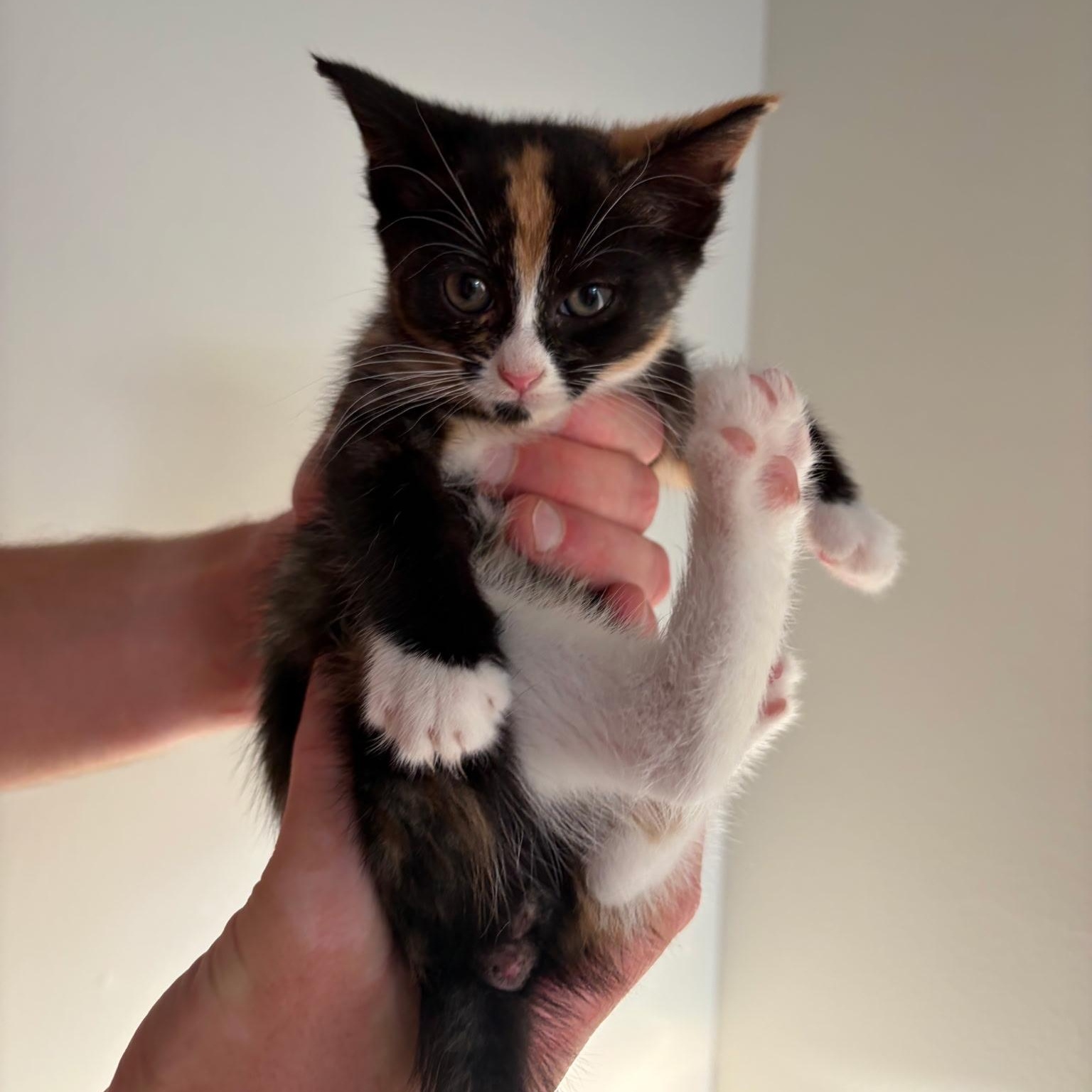 Kat, an adopted Domestic Short Hair in Morristown, NJ image 1/4