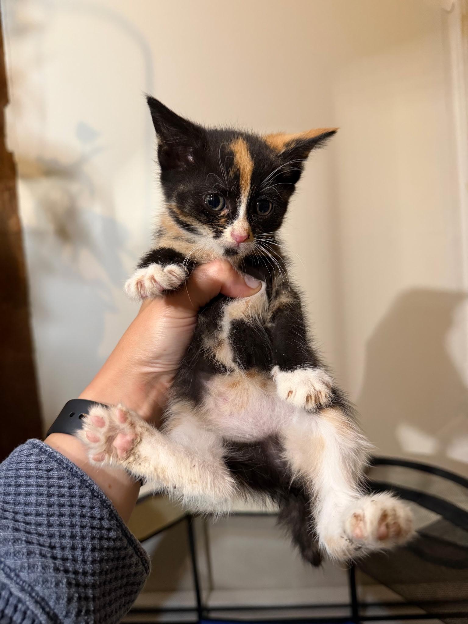 Kat, an adopted Domestic Short Hair in Morristown, NJ image 4/4
