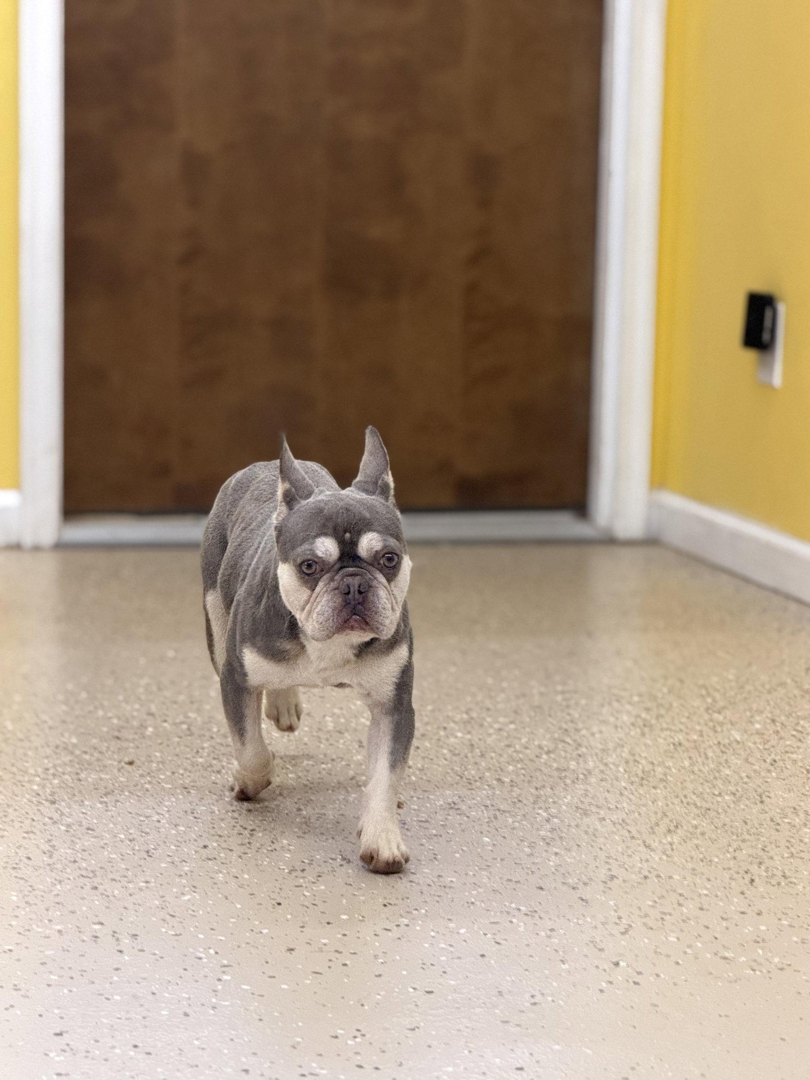 Retro, Adoptable, Young Male French Bulldog.