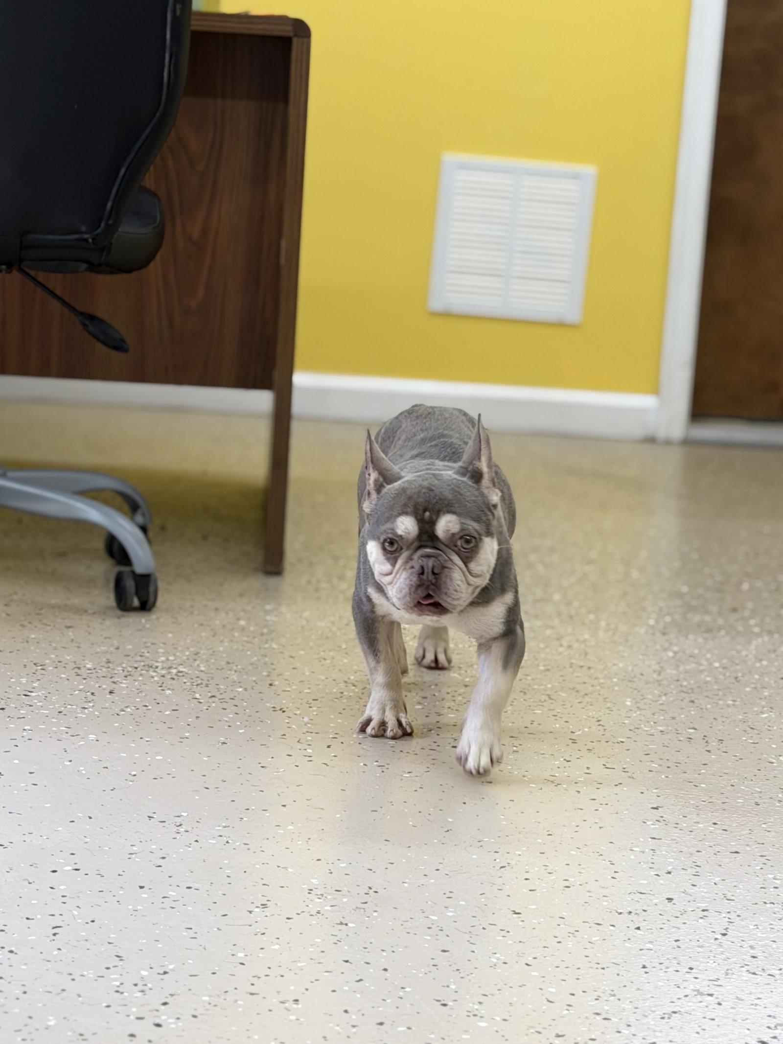Enlarge Retro, a Adoptable French Bulldog in York, SC image 2/3