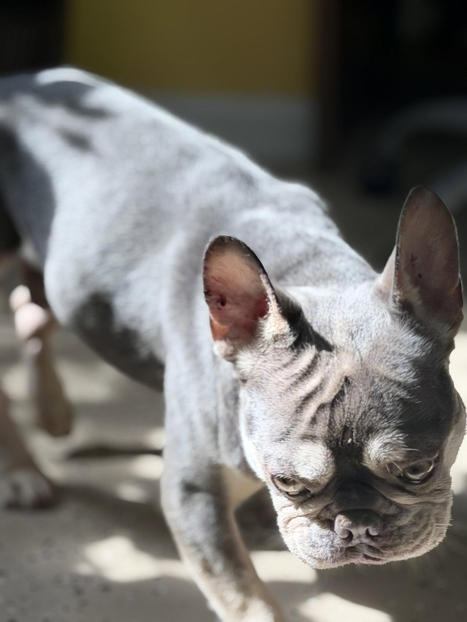Enlarge Retro, a Adoptable French Bulldog in York, SC image 3/3