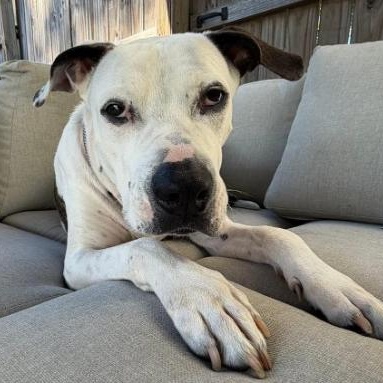 KYRO, Adoptable, Young Male American Staffordshire Terrier.