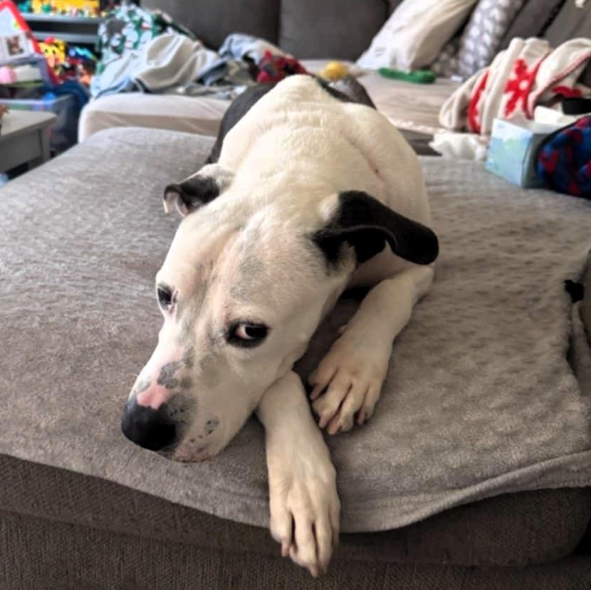 Enlarge KYRO, a Adoptable mixed breed in Largo, FL image 3/6