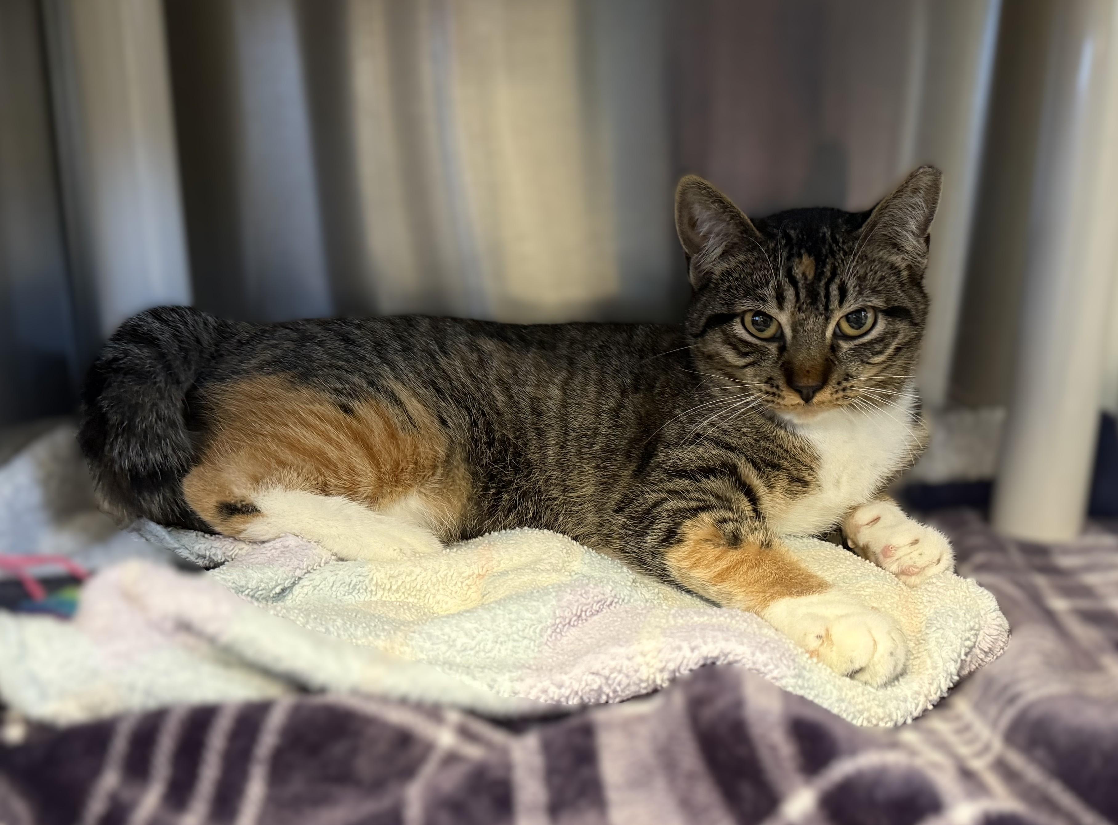 SNICKERS, Adoptable, Young Female Domestic Short Hair.