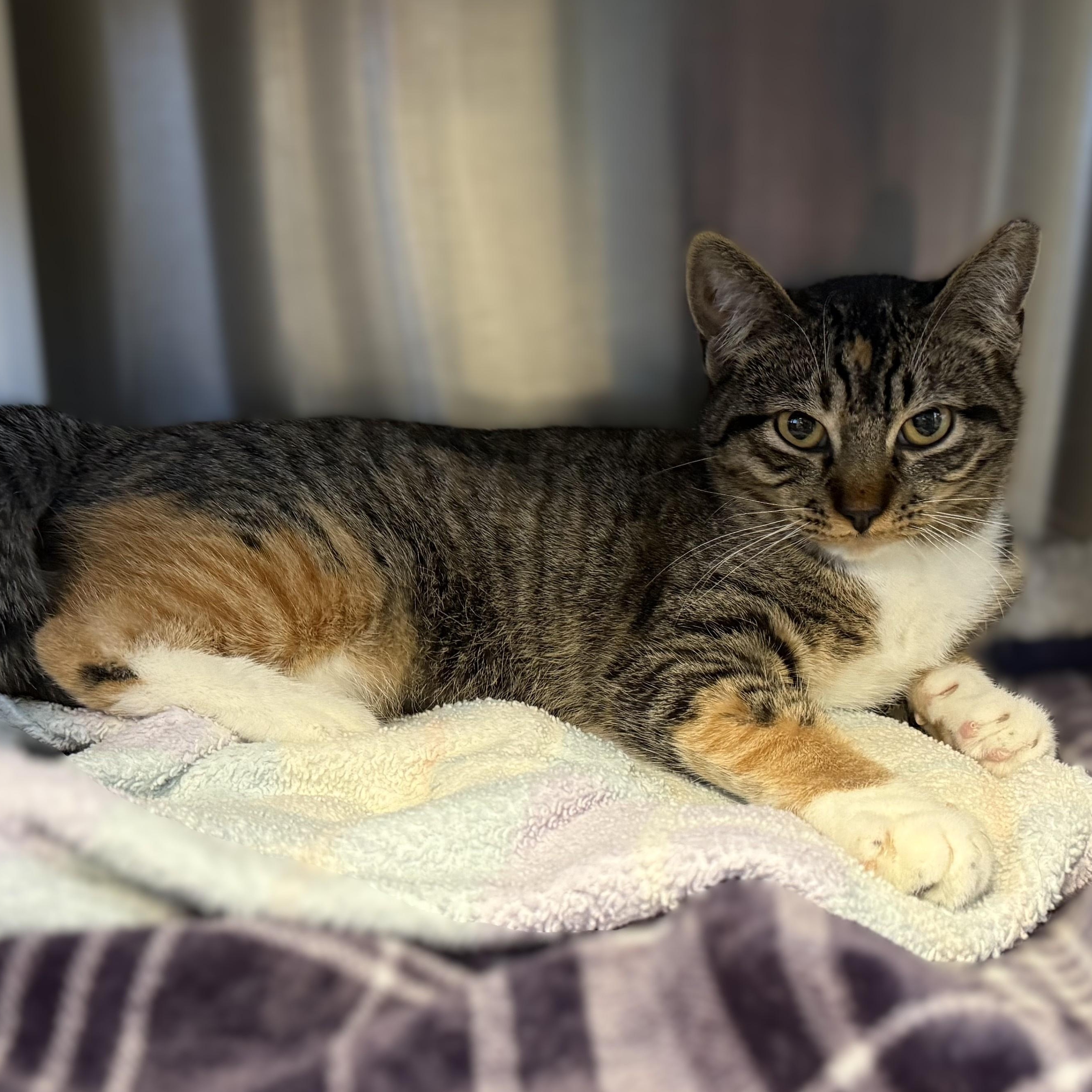 Enlarge SNICKERS, a Adoptable Domestic Short Hair in La Crescent, MN image 3/6