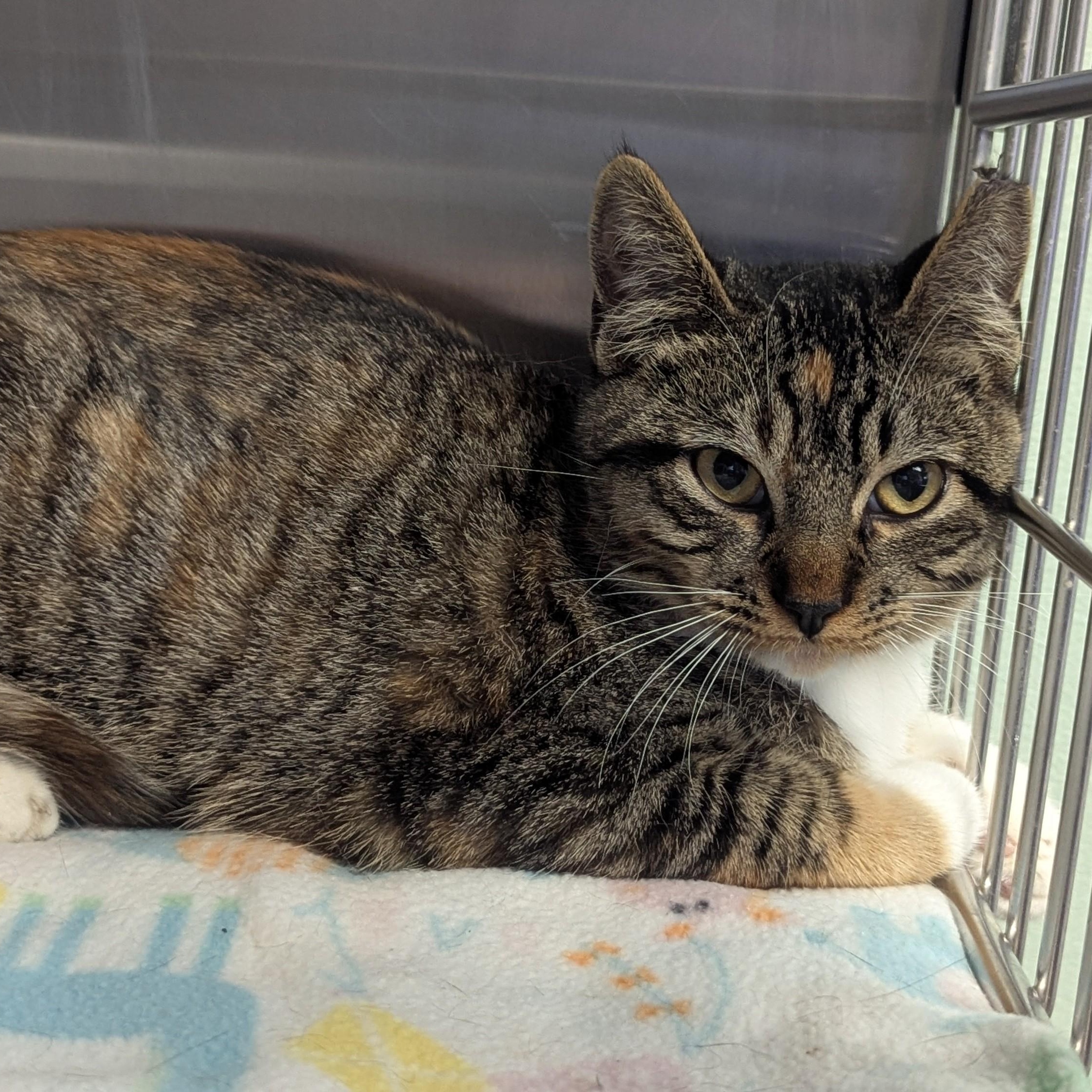 SNICKERS, Adoptable, Young Female Domestic Short Hair.