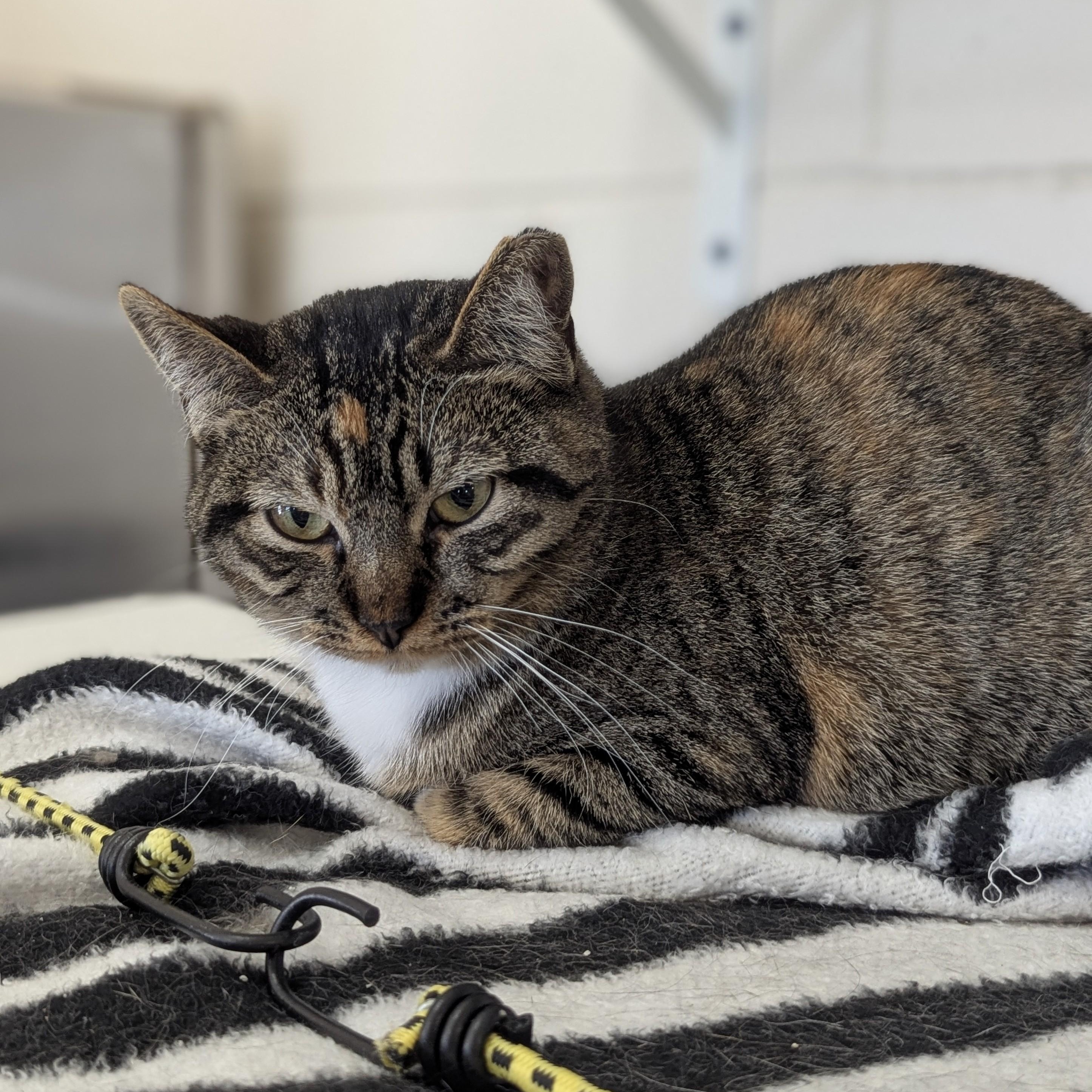 Enlarge SNICKERS, a Adoptable Domestic Short Hair in La Crescent, MN image 1/6