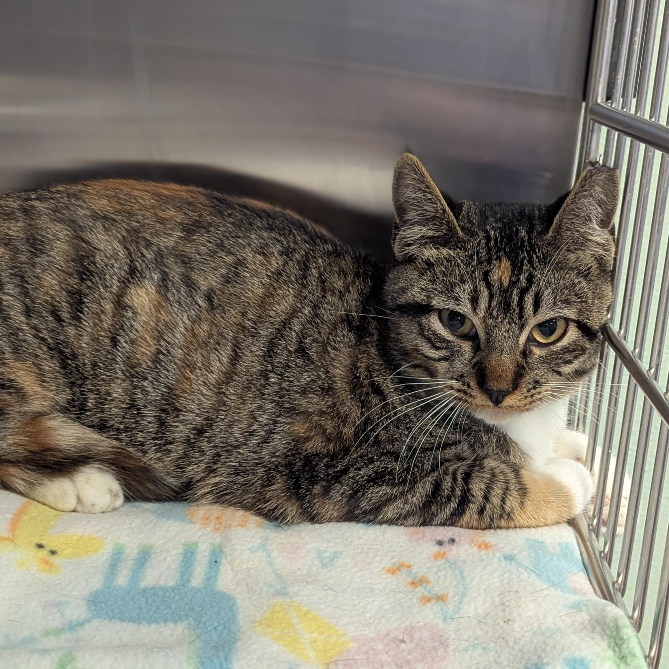 SNICKERS, a Adoptable Domestic Short Hair in La Crescent, MN image 4/5