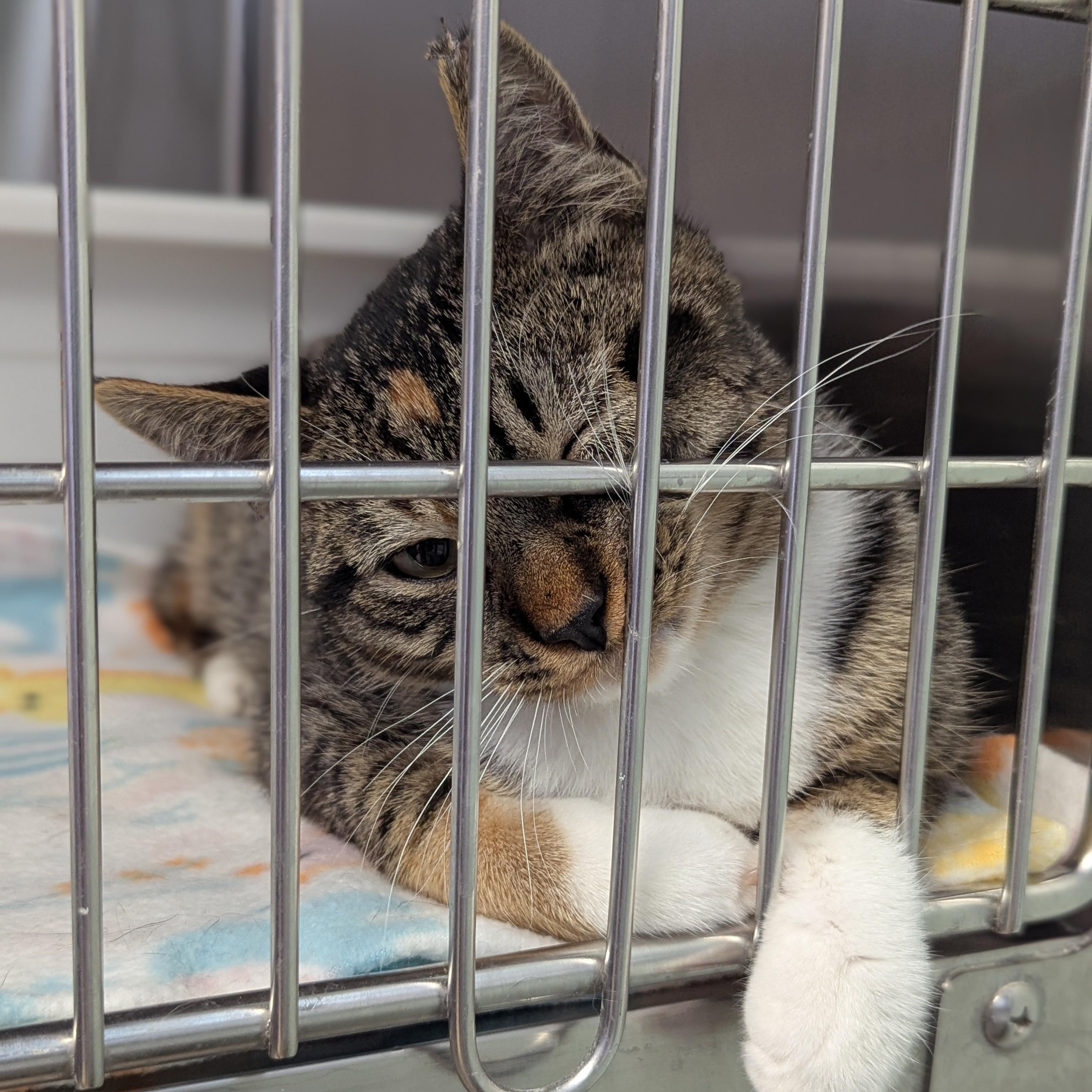 SNICKERS, a Adoptable Domestic Short Hair in La Crescent, MN image 5/5