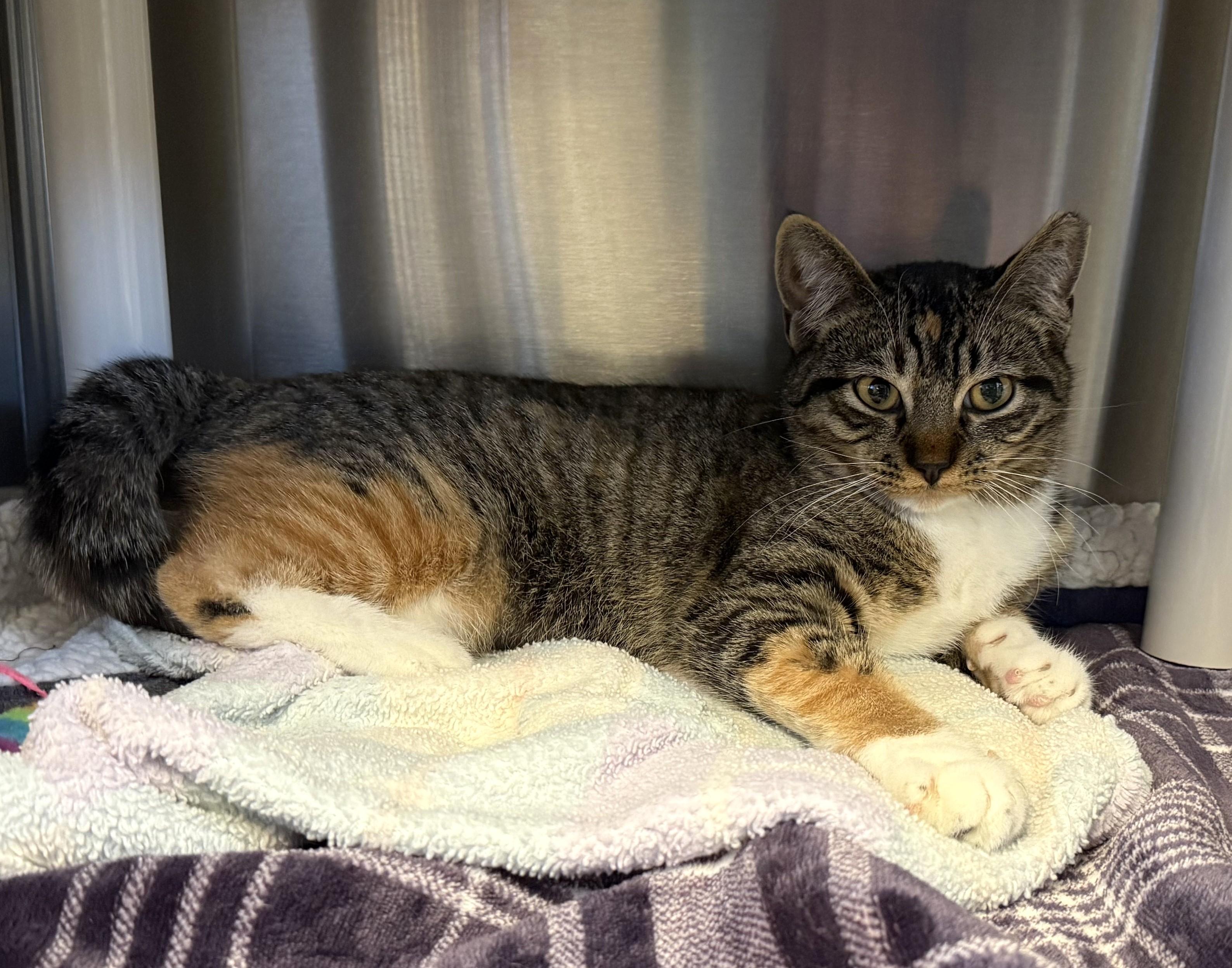 SNICKERS, a Adoptable Domestic Short Hair in La Crescent, MN image 3/5