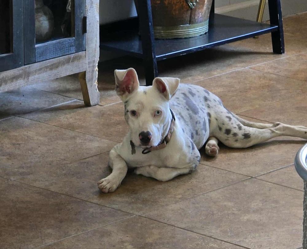 Ghost, a Adoptable mixed breed in Boston, MA image 1/6