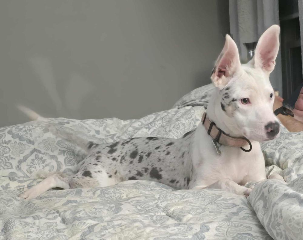 Ghost, a Adoptable mixed breed in Boston, MA image 2/6