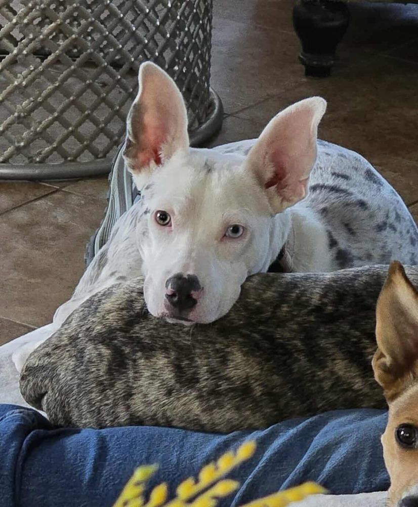 Ghost, a Adoptable mixed breed in Boston, MA image 3/6