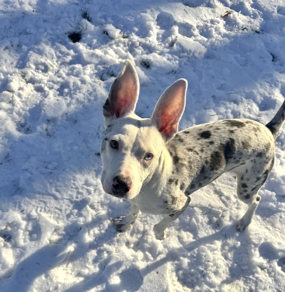 Ghost, a Adoptable mixed breed in Boston, MA image 4/6
