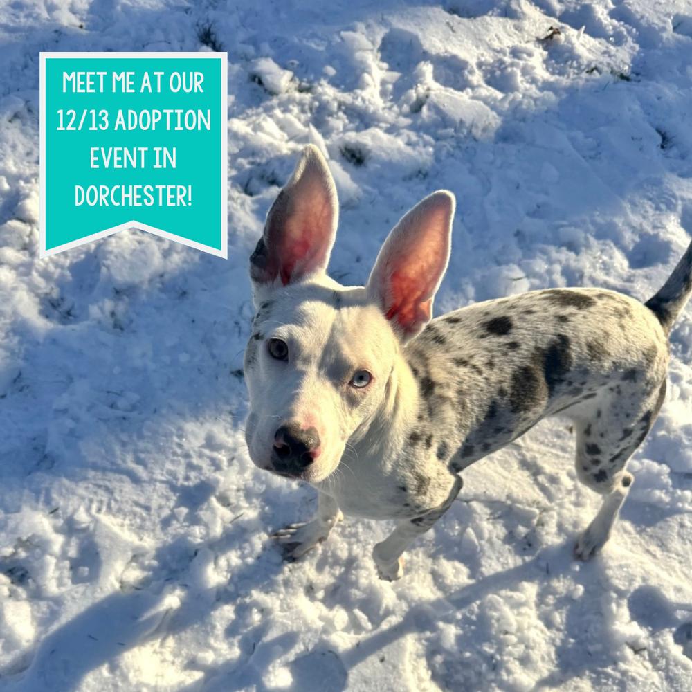 Ghost, a Adoptable mixed breed in Boston, MA image 5/6