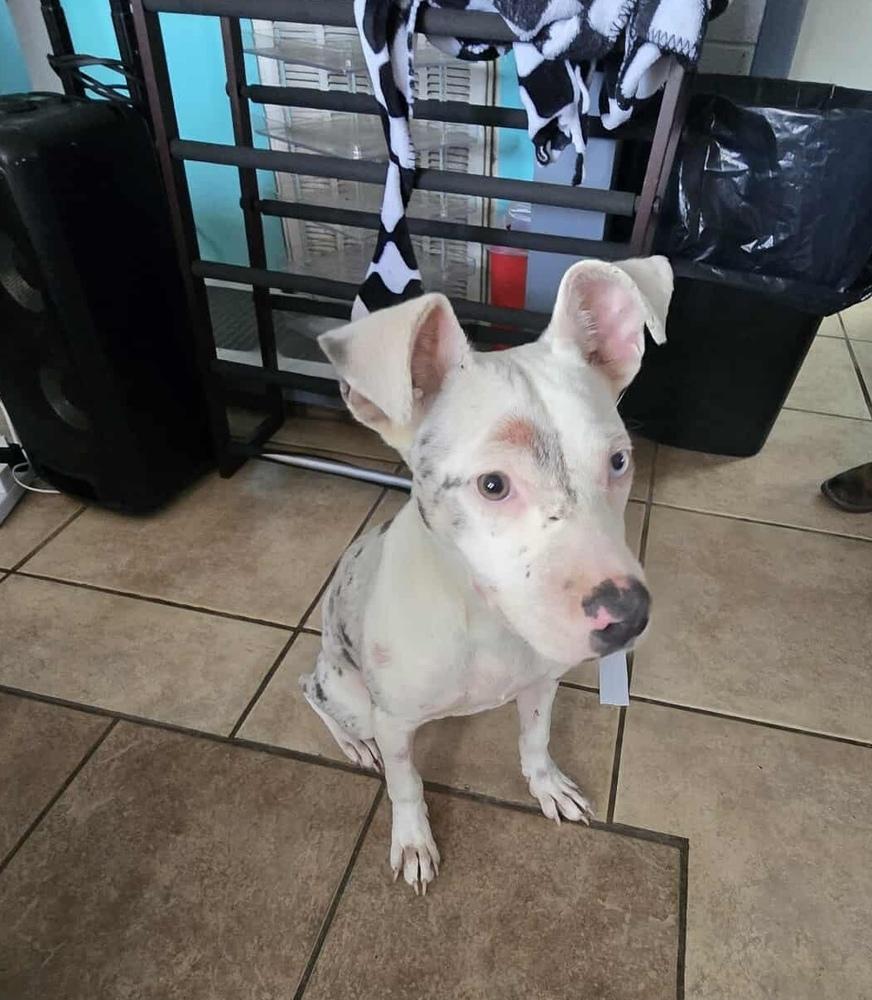 Ghost, a Adoptable mixed breed in Boston, MA image 6/6