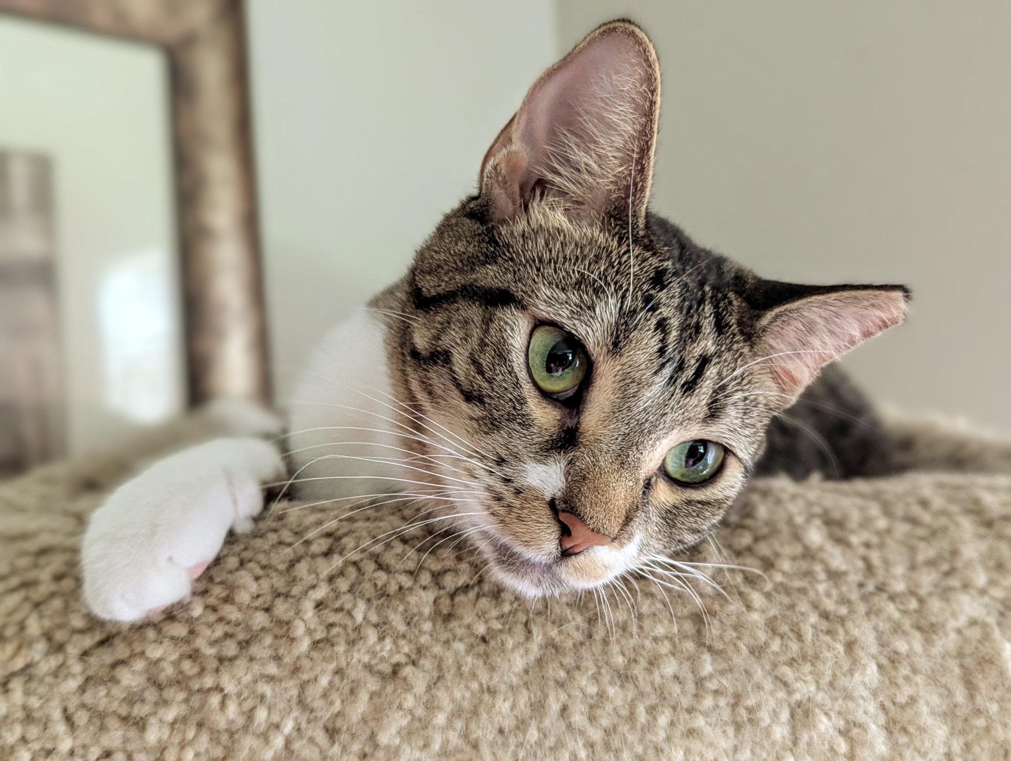 Lizzy (brother Comet available also)