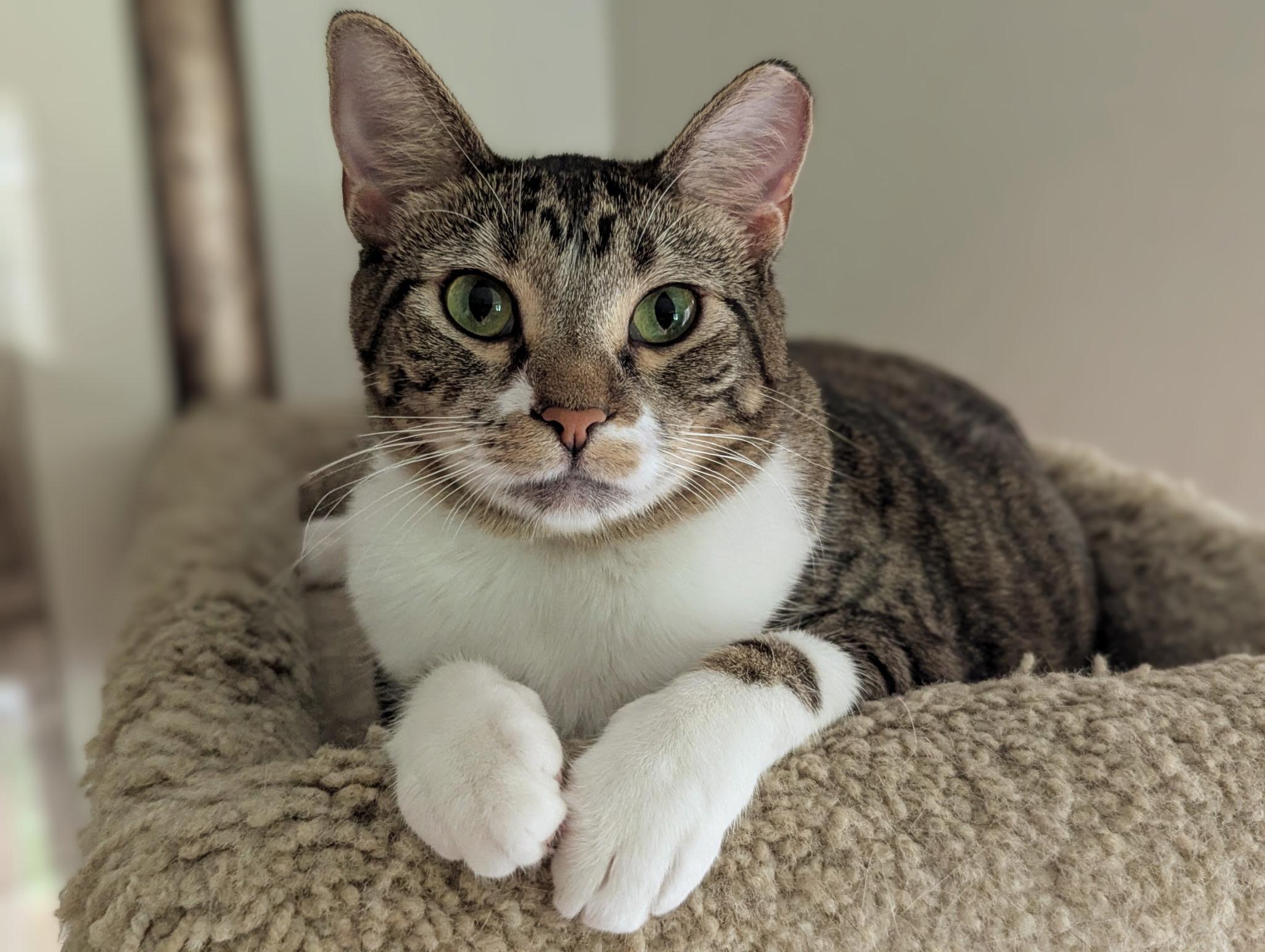 Lizzy (brother Comet available also)