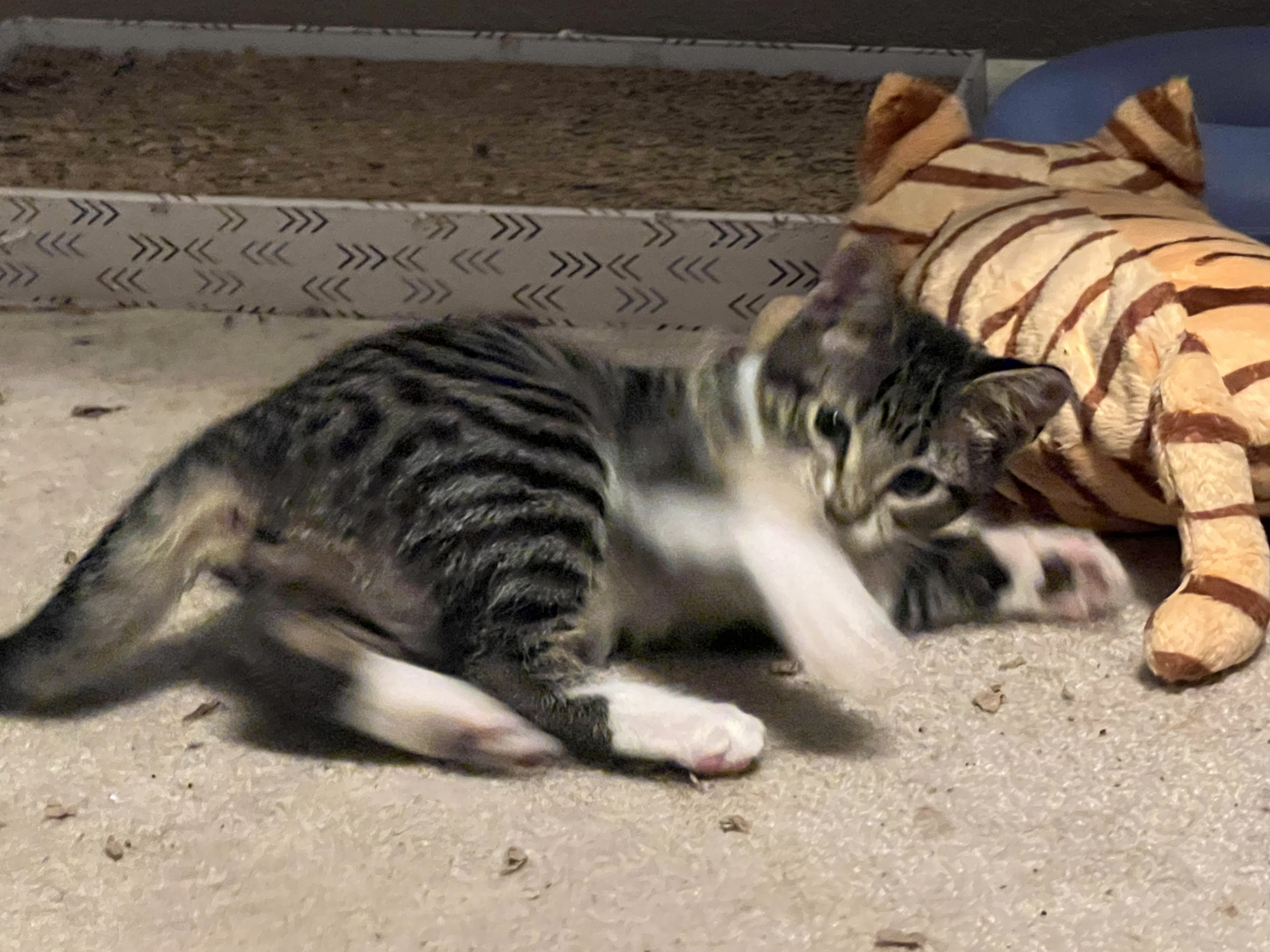 Lizzy (brother Comet available also)