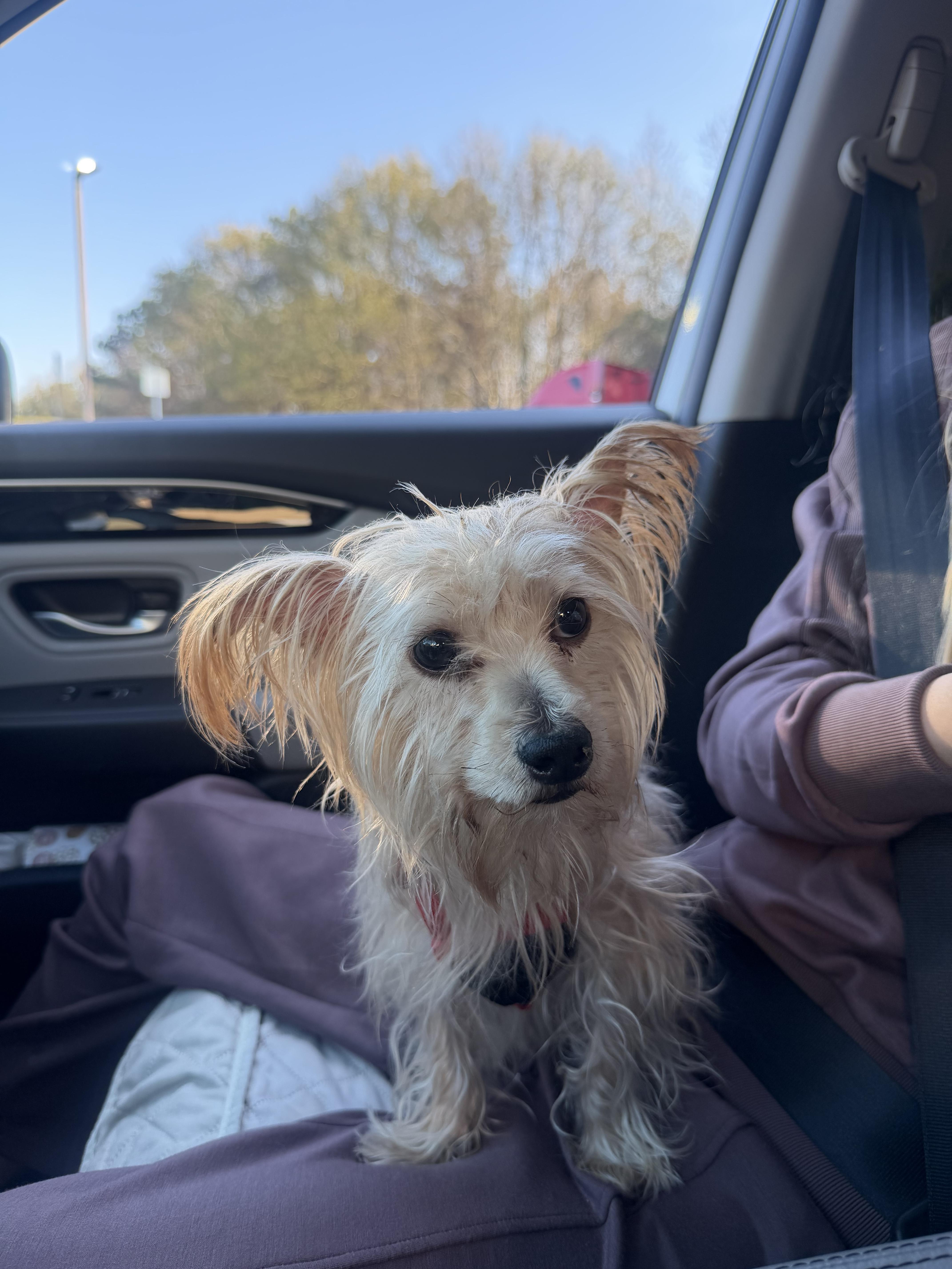 Tiny Tim “ Timmy” thumbnail 2