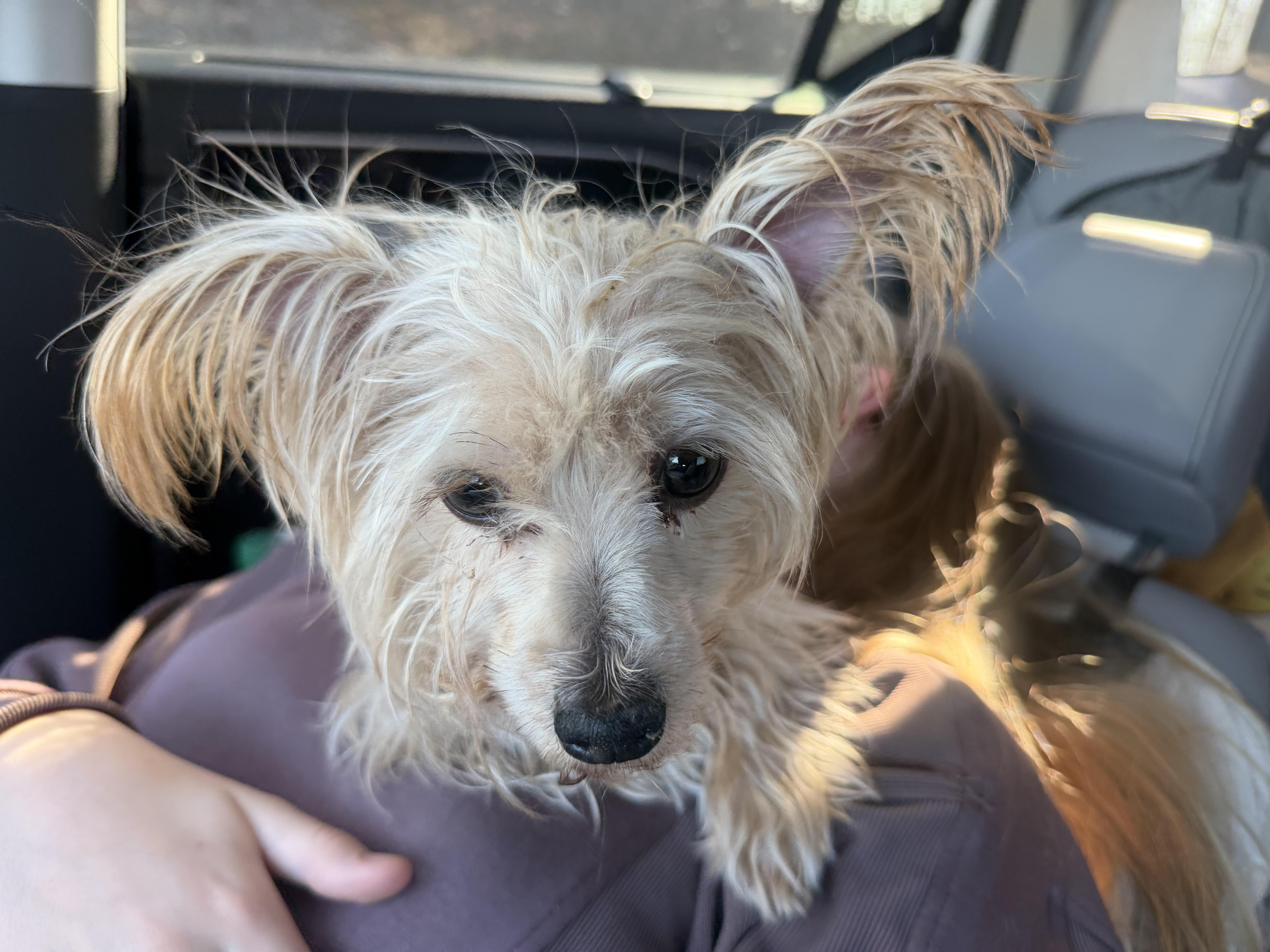 Tiny Tim “ Timmy”