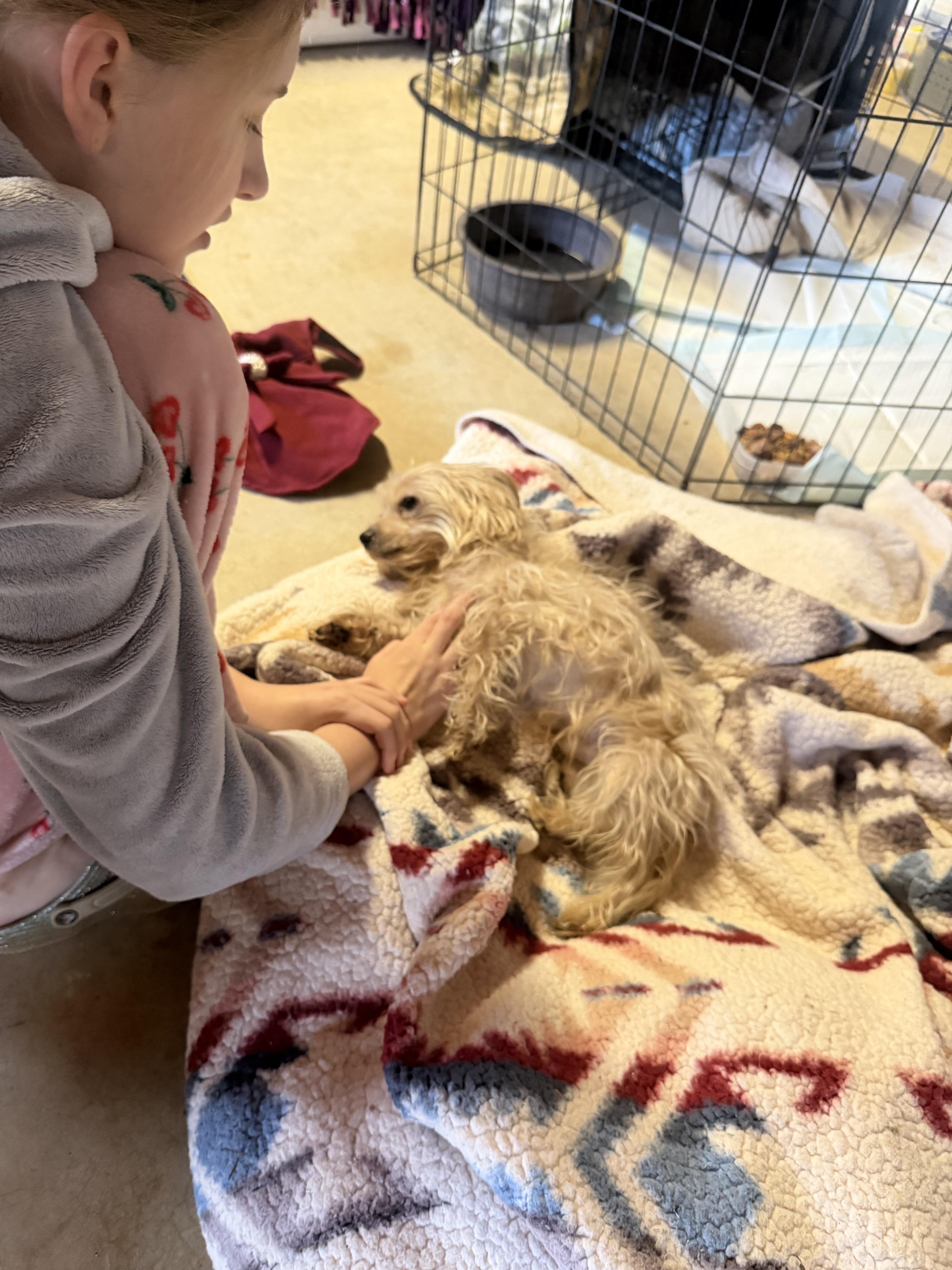 Tiny Tim “ Timmy” thumbnail 6