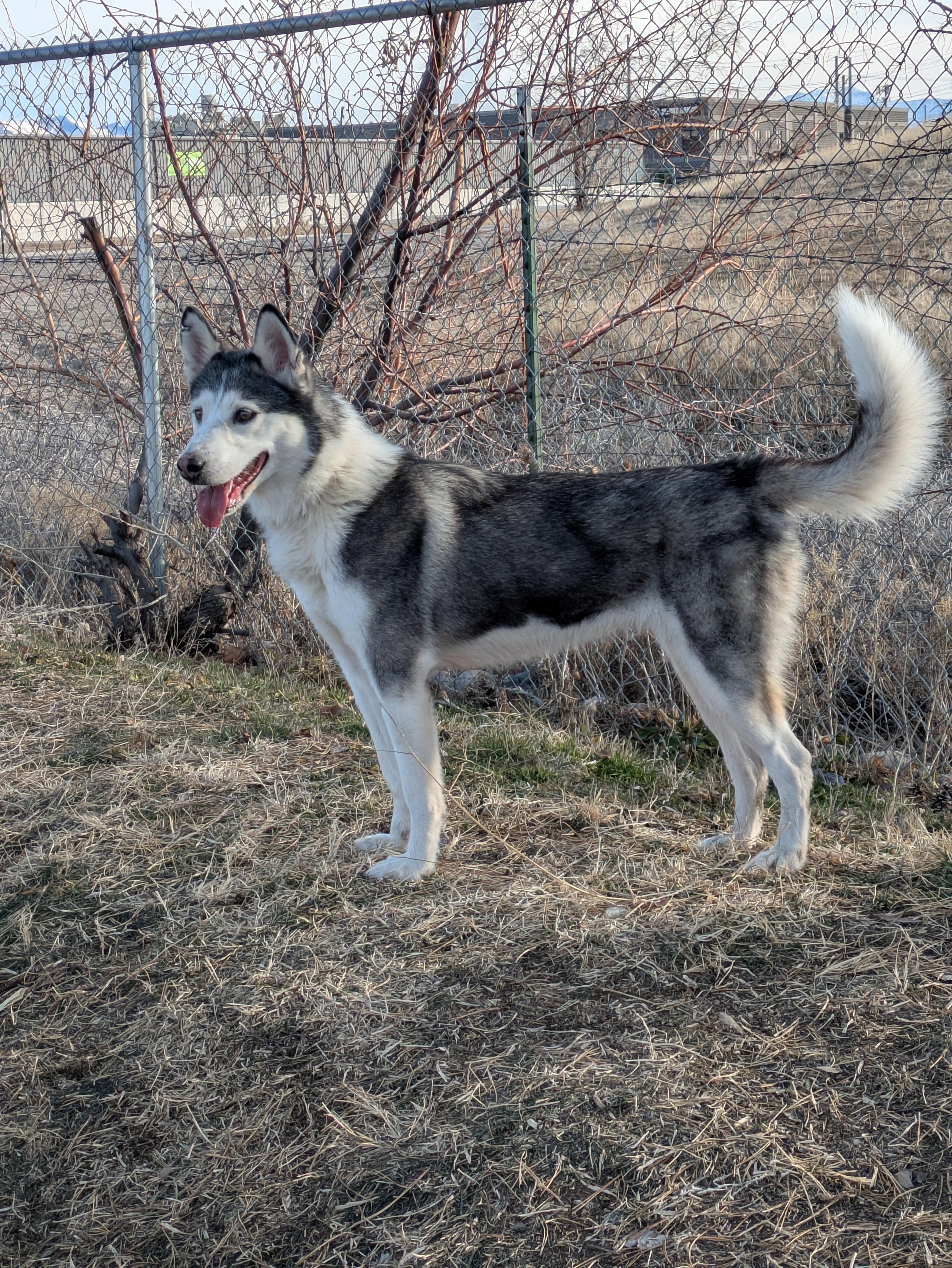 Enlarge Jazzie, a Adoptable Siberian Husky in Cottonwood Heights, UT image 1/6