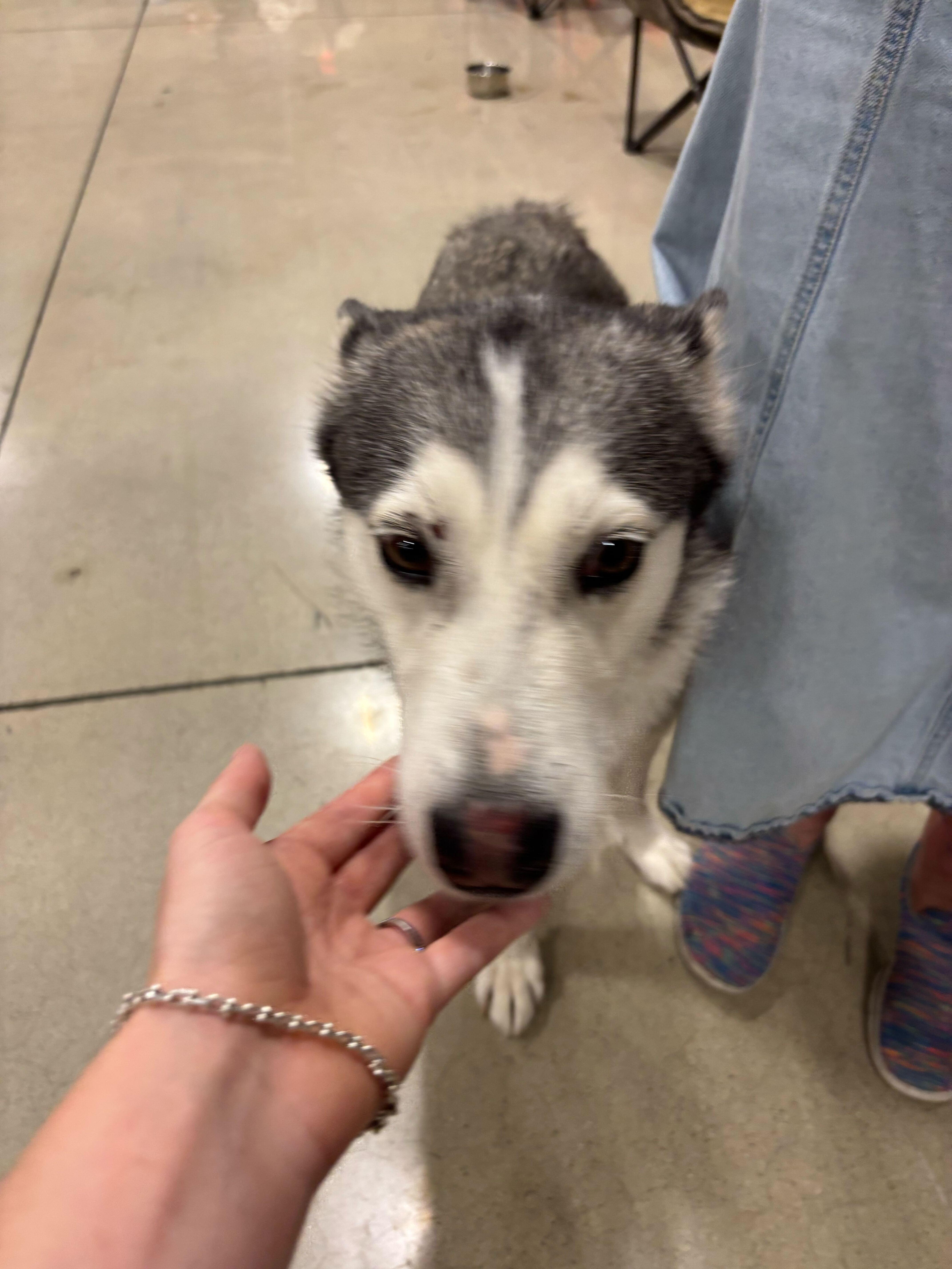 Jazzie, Adoptable, Adult Female Siberian Husky.