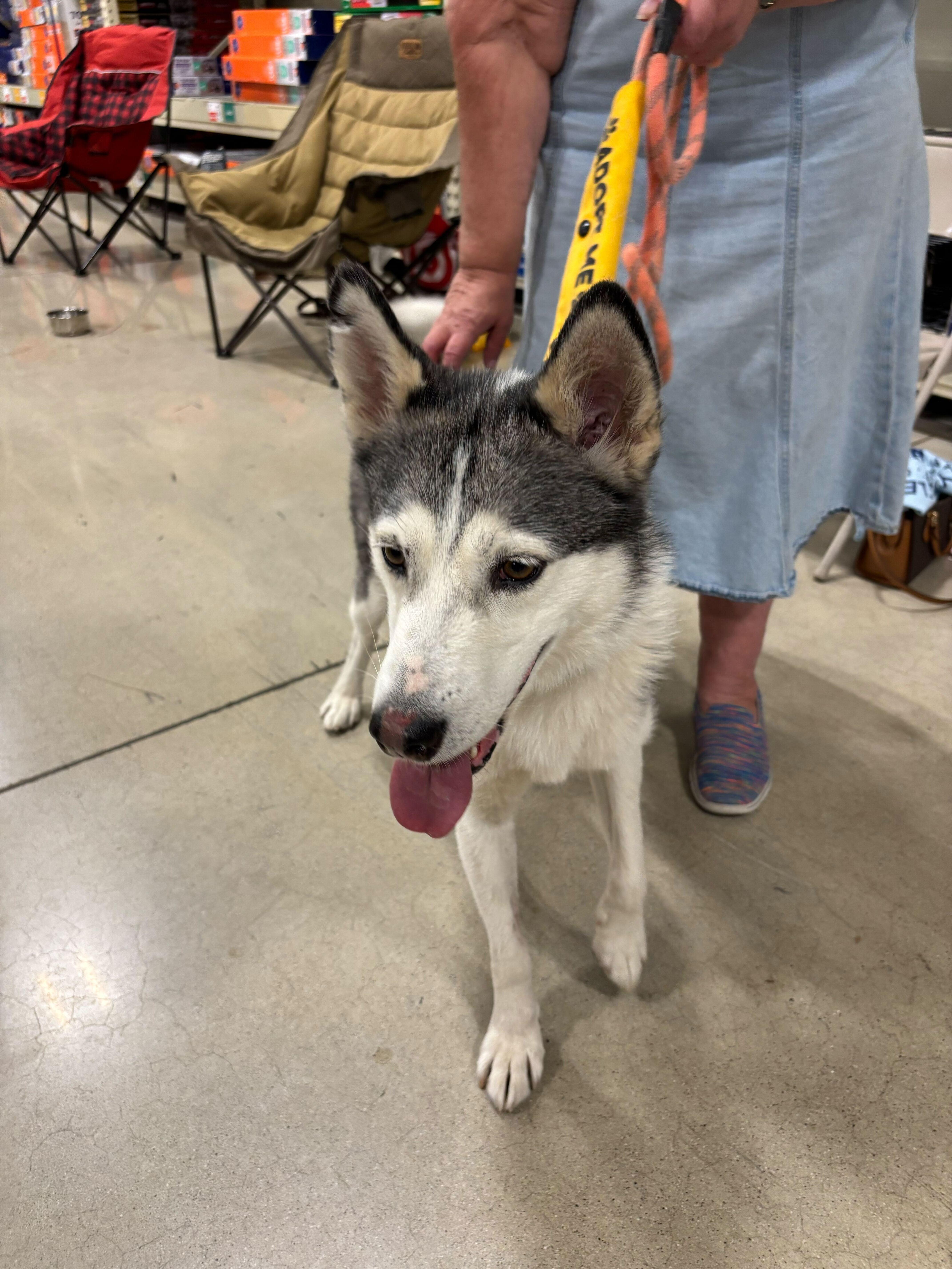 Jazzie, a Adoptable Siberian Husky in Cottonwood Heights, UT image 2/6