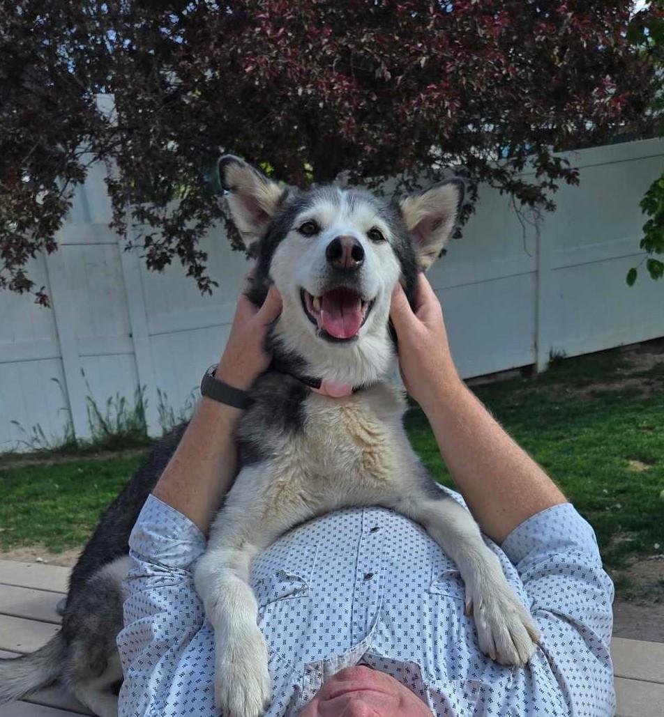 Enlarge Jazzie, a Adoptable Siberian Husky in Cottonwood Heights, UT image 1/6