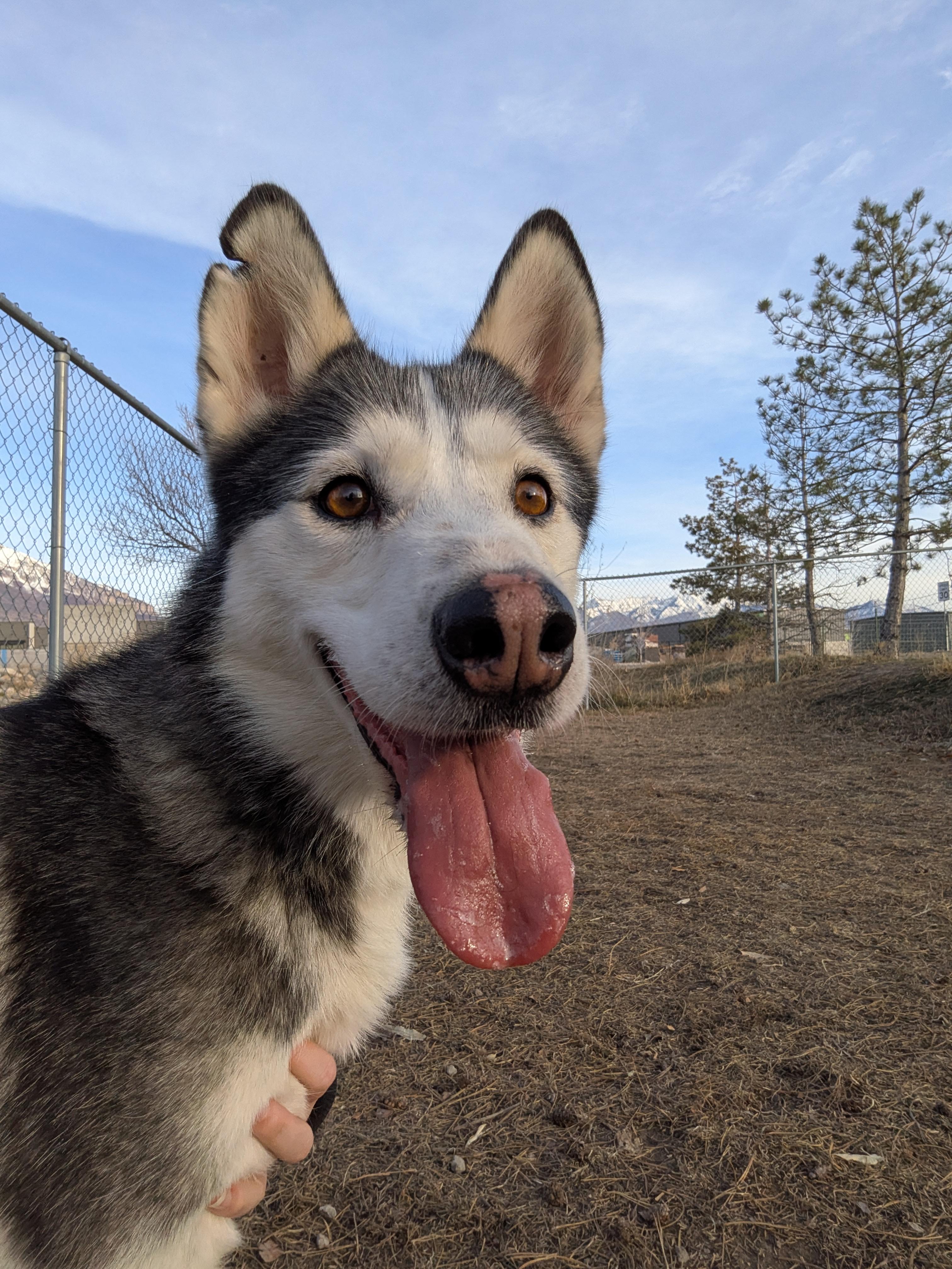 Enlarge Jazzie, a Adoptable Siberian Husky in Cottonwood Heights, UT image 2/6