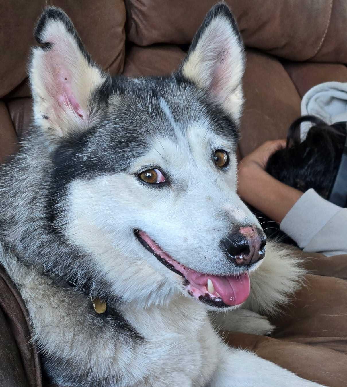 Enlarge Jazzie, a Adoptable Siberian Husky in Cottonwood Heights, UT image 3/6