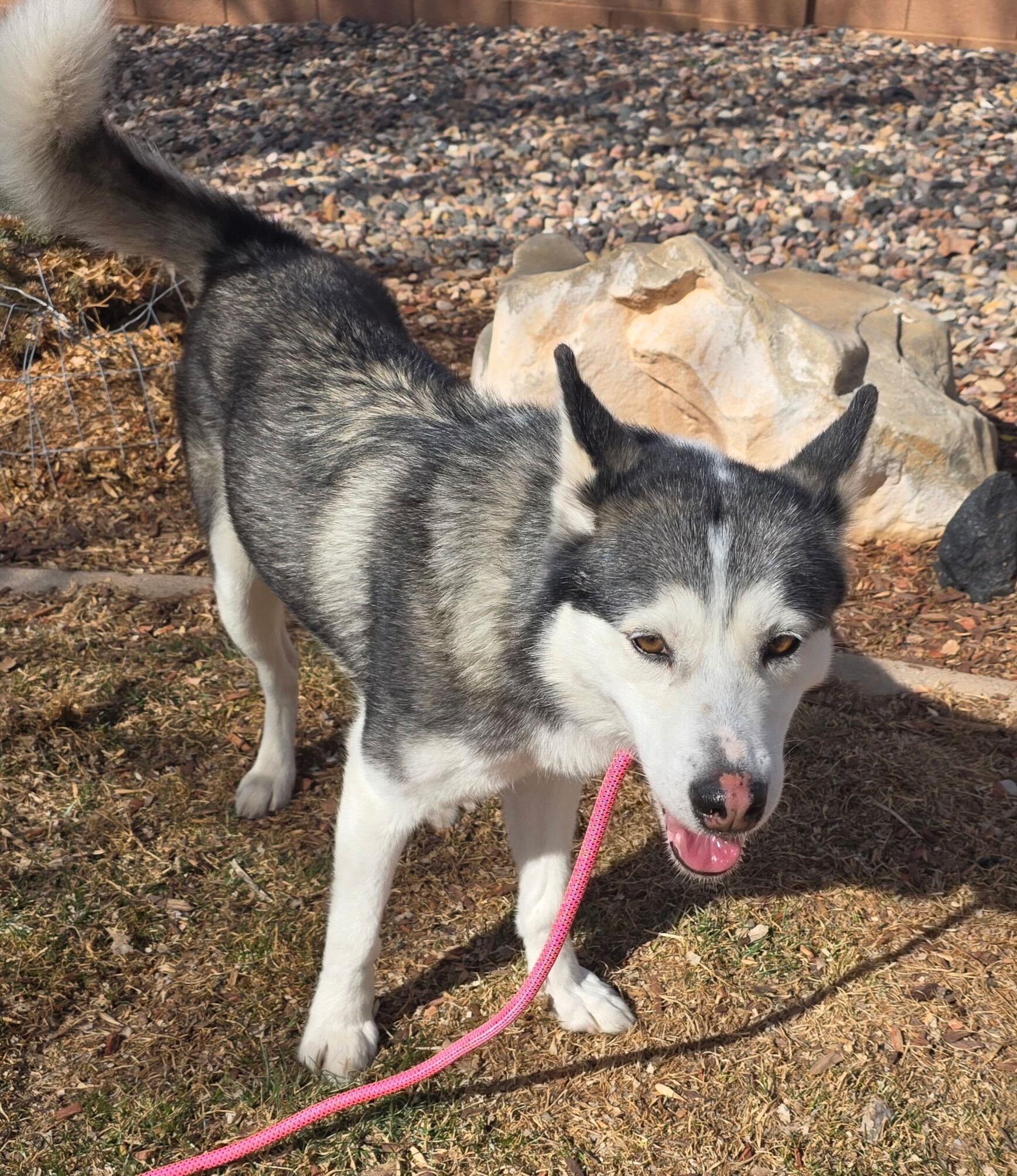 Enlarge Jazzie, a Adoptable Siberian Husky in Cottonwood Heights, UT image 3/6