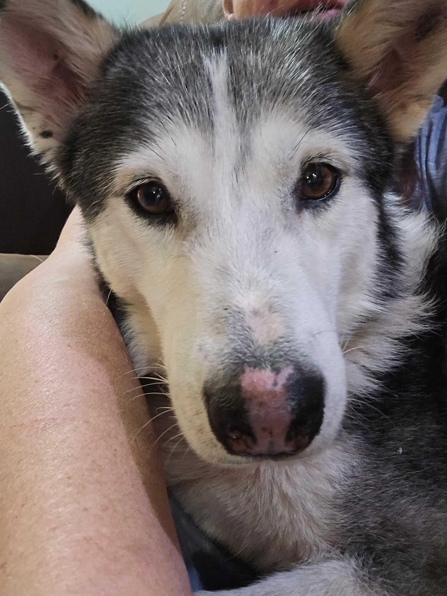 Enlarge Jazzie, a Adoptable Siberian Husky in Cottonwood Heights, UT image 5/6