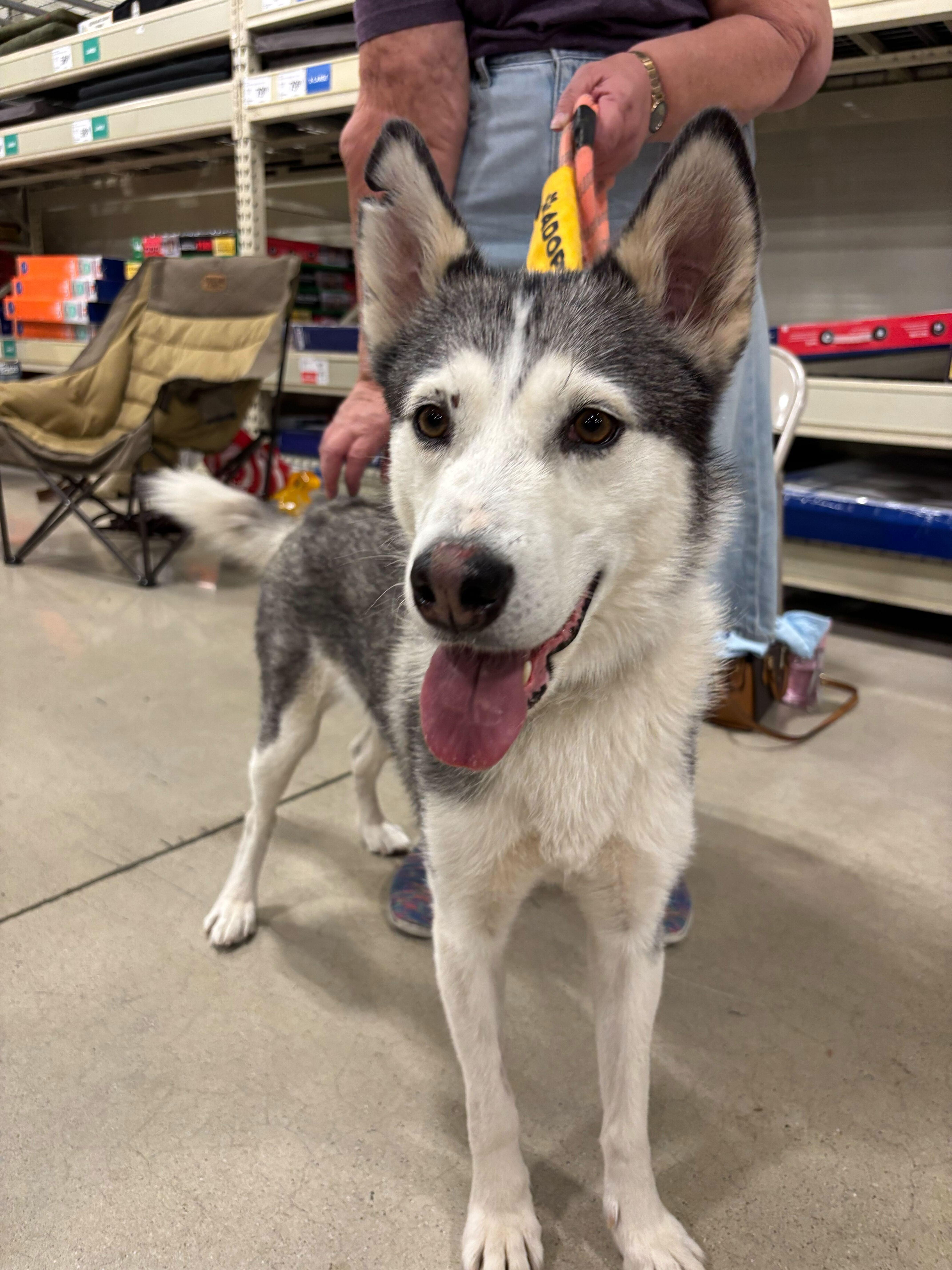 Jazzie, a Adoptable Siberian Husky in Cottonwood Heights, UT image 6/6