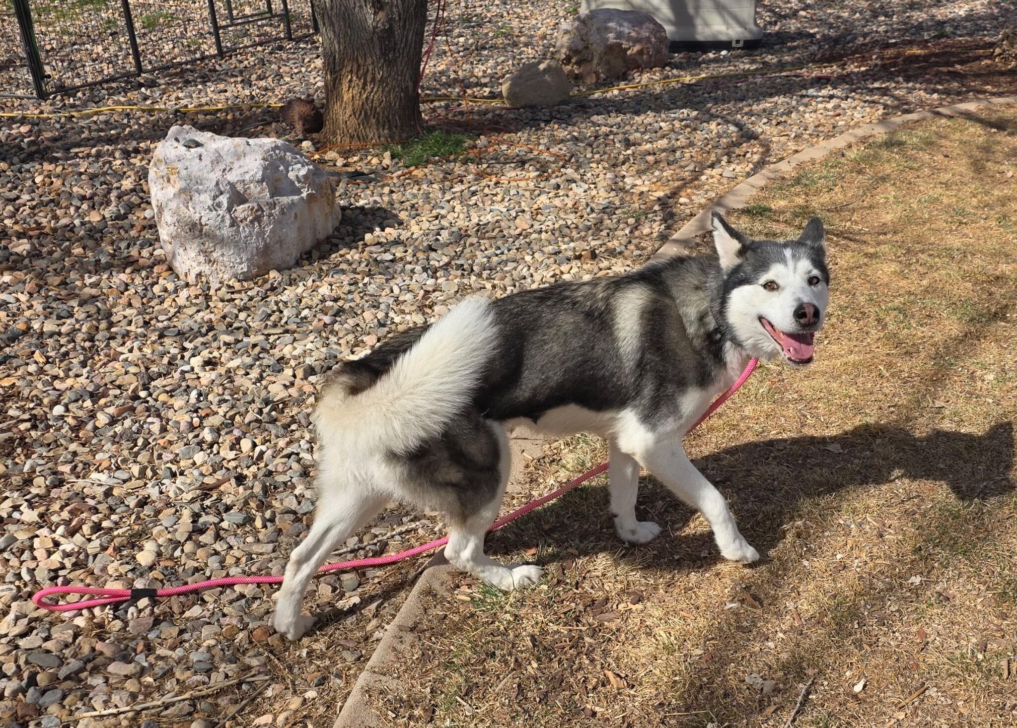 Enlarge Jazzie, a Adoptable Siberian Husky in Cottonwood Heights, UT image 4/6