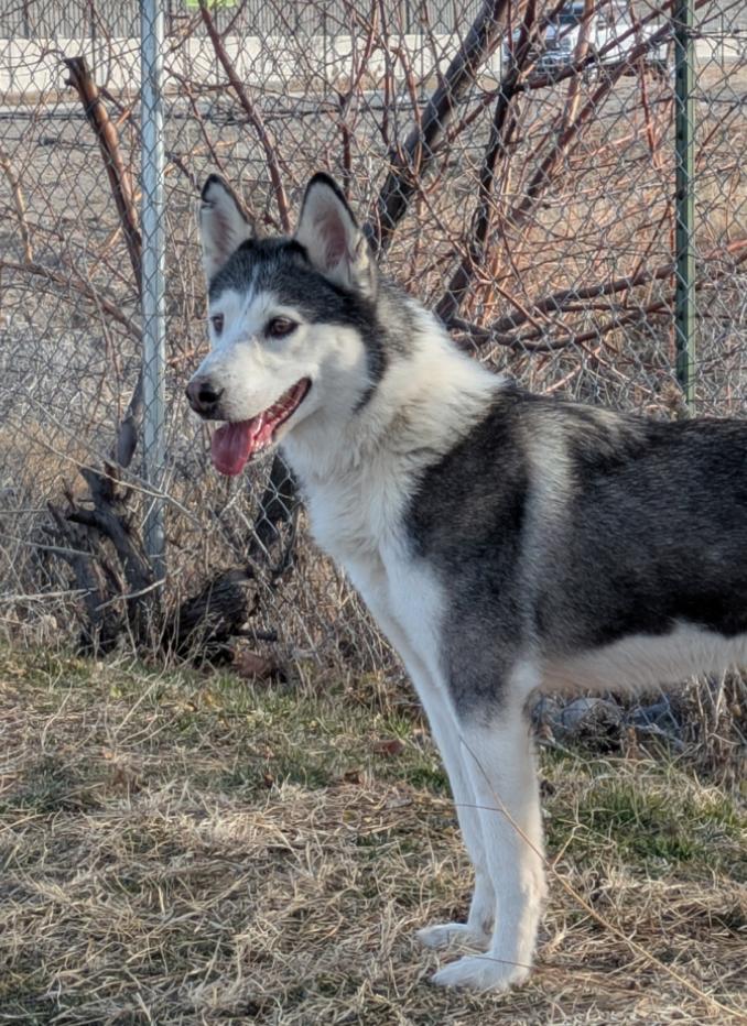 Enlarge Jazzie, a Adoptable Siberian Husky in Cottonwood Heights, UT image 5/6