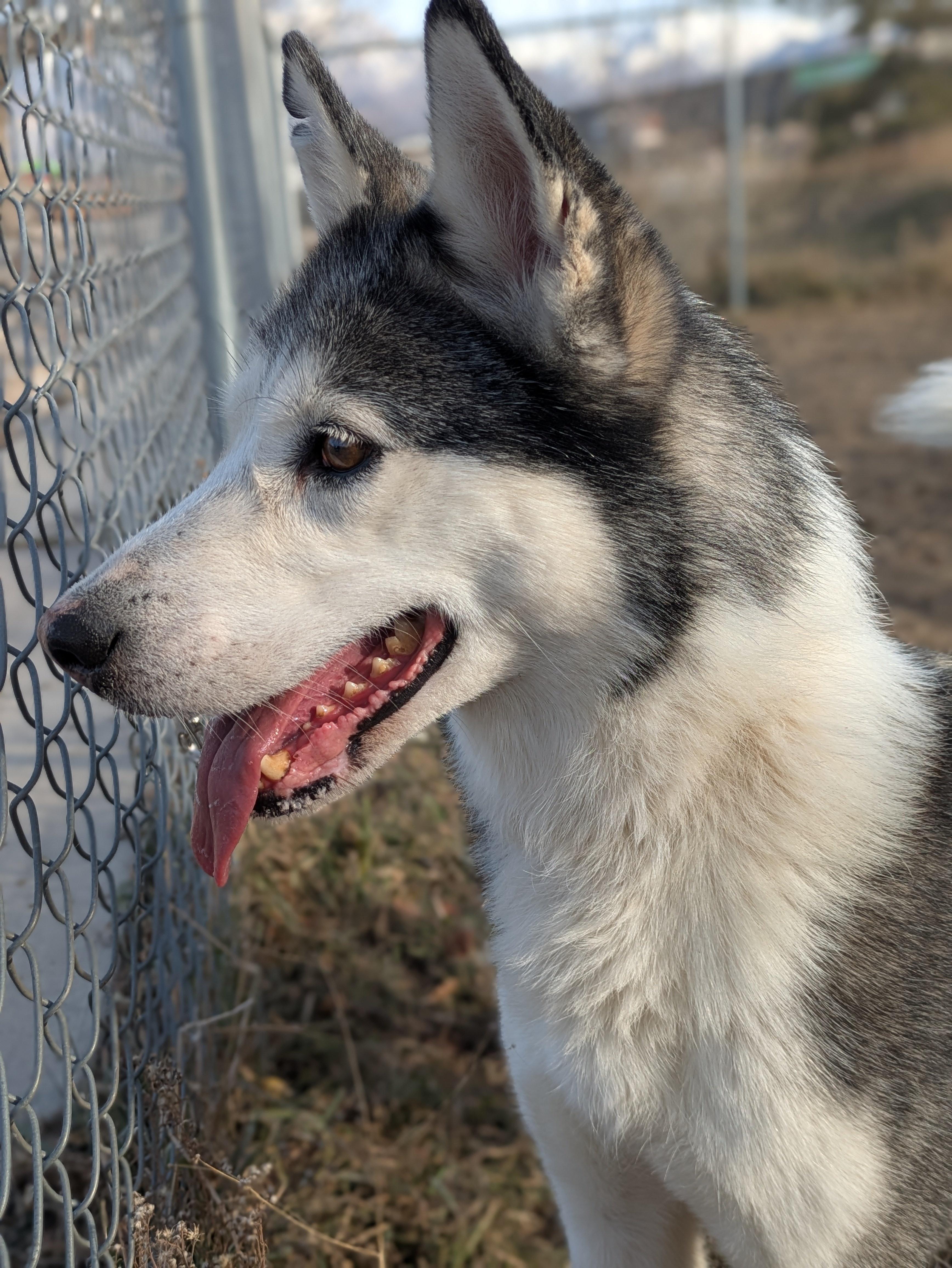 Enlarge Jazzie, a Adoptable Siberian Husky in Cottonwood Heights, UT image 6/6