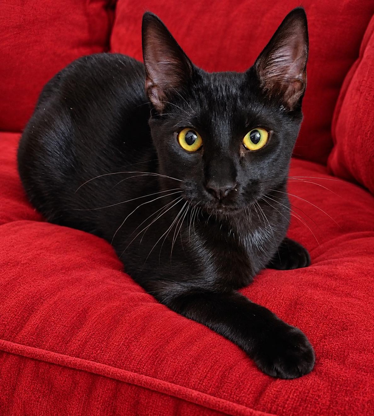 Fifa, Adoptable, Kitten Male Domestic Short Hair.