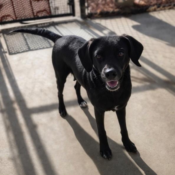 Enlarge Jinxie, a ADOPTABLE mixed breed in Manhasset, NY image 2/3