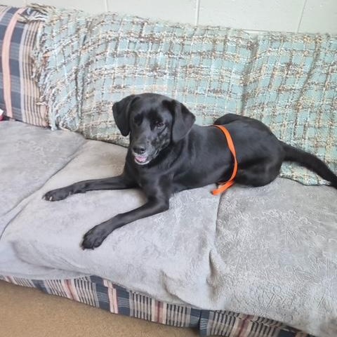Jinxie, ADOPTABLE, Young Female Black Labrador Retriever.